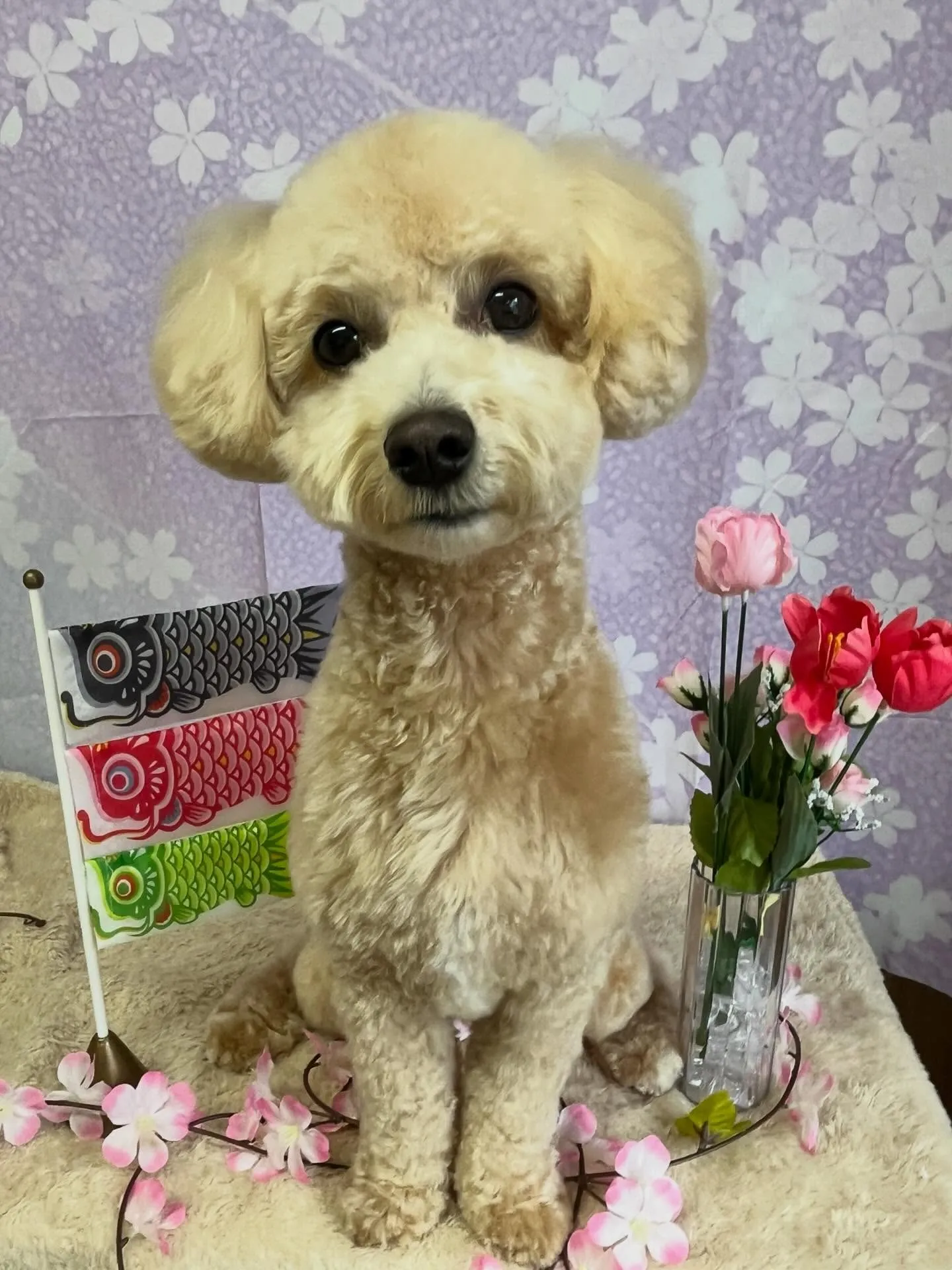 🍃4/5のトリミング🍃ミックス犬🐶｜名東区・千種区・守山区の...