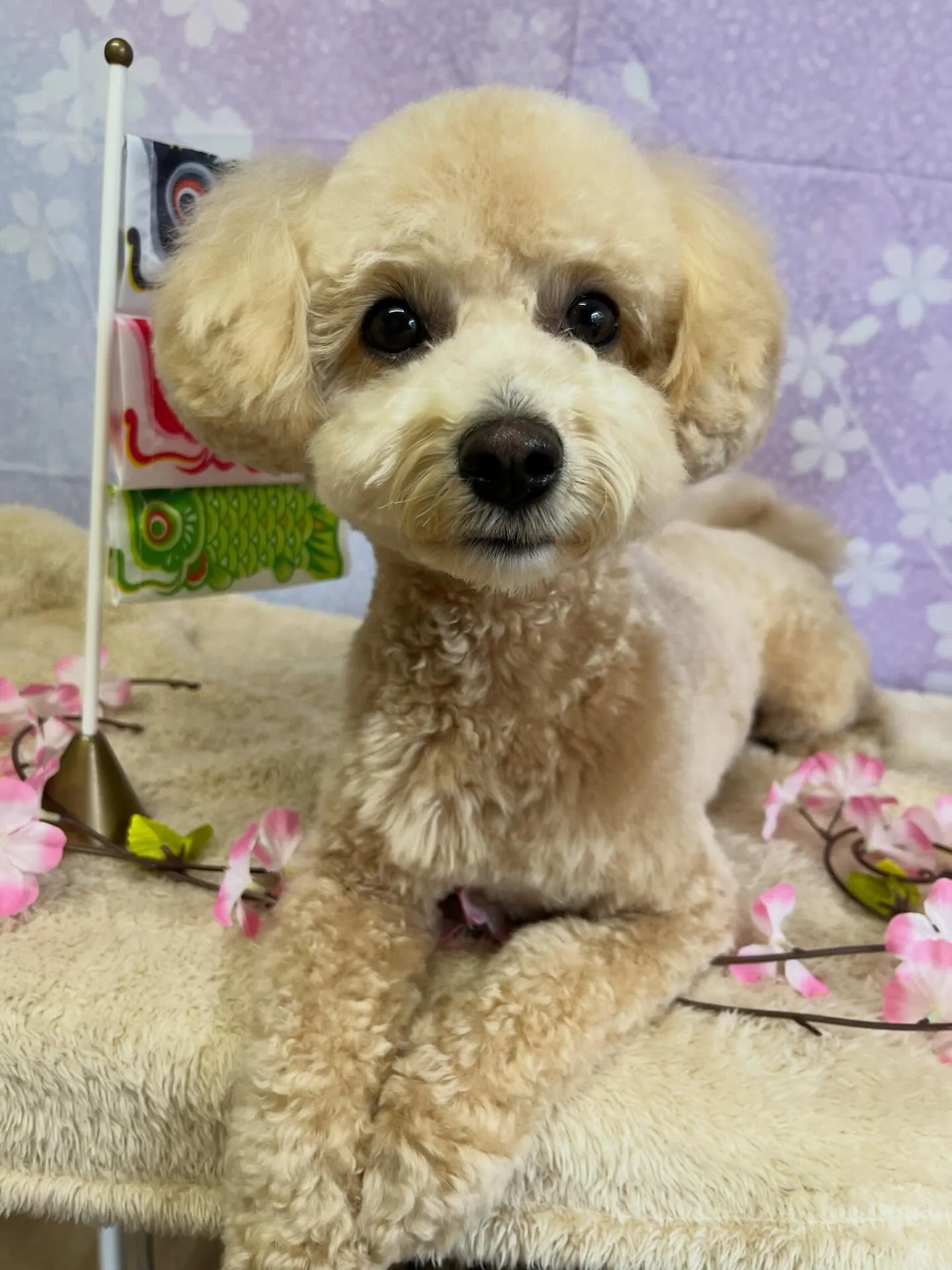 🍃4/5のトリミング🍃ミックス犬🐶｜名東区・千種区・守山区の...