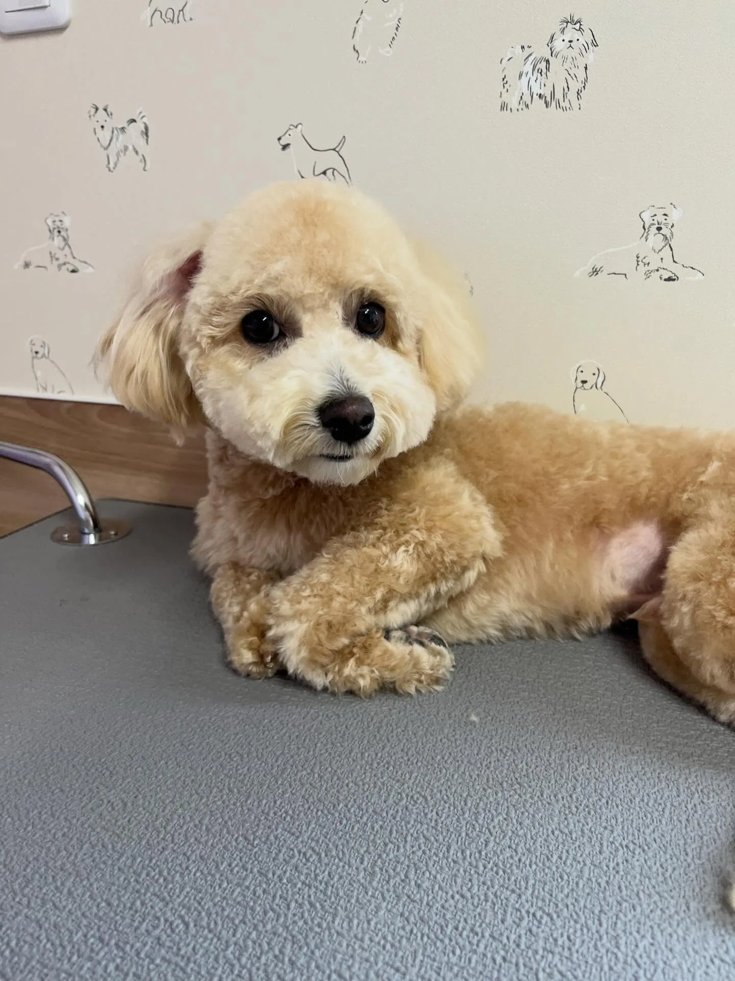 🍃4/5のトリミング🍃ミックス犬🐶｜名東区・千種区・守山区の...