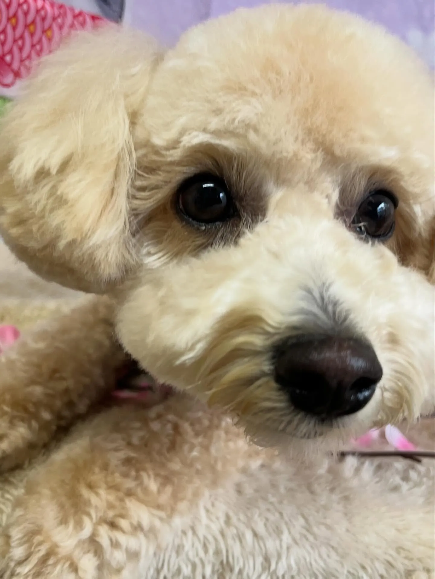🍃4/5のトリミング🍃ミックス犬🐶｜名東区・千種区・守山区の...