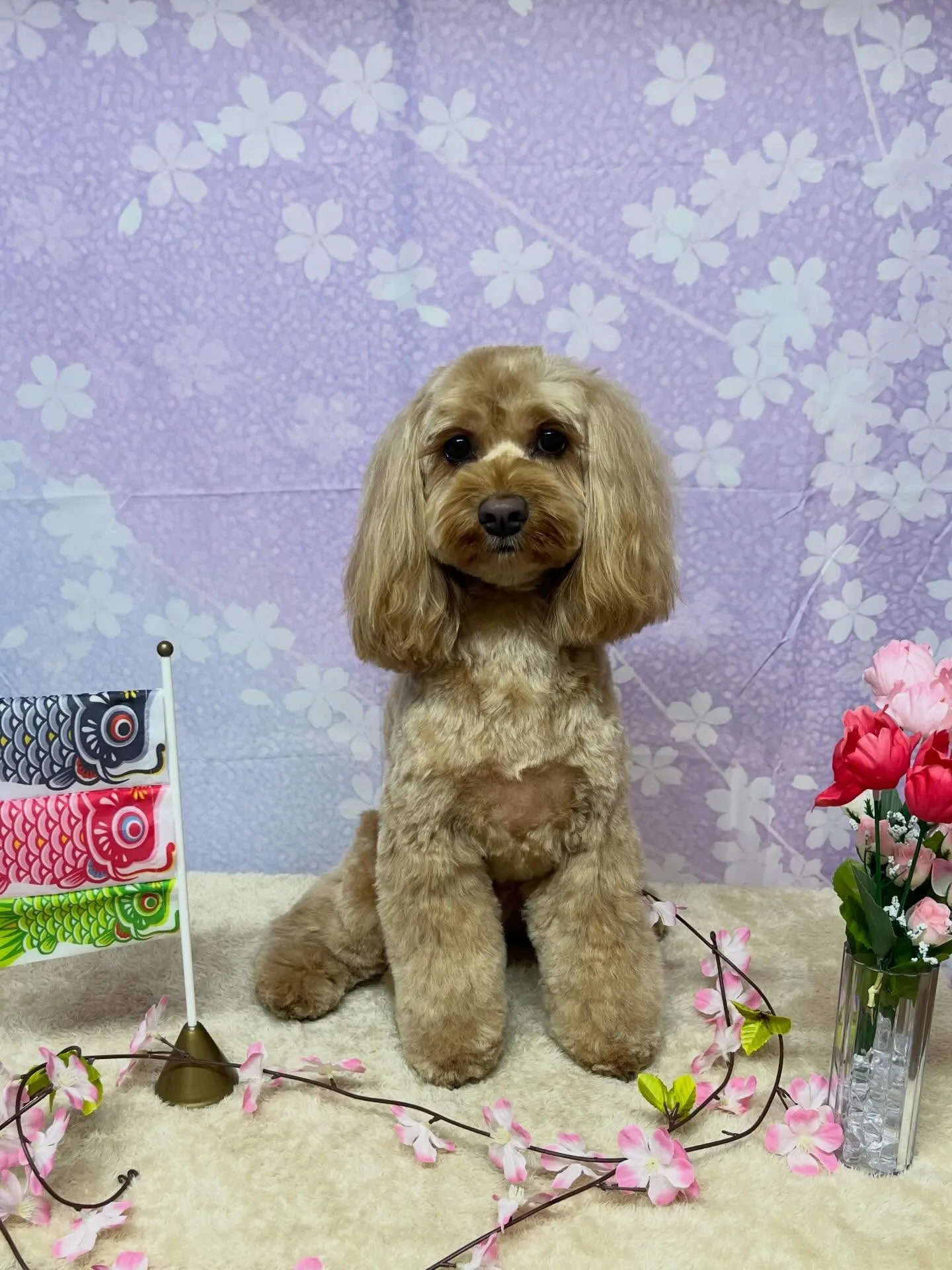 🍃3/20のトリミング🍃ミックス犬🐶｜名東区・千種区・守山区...