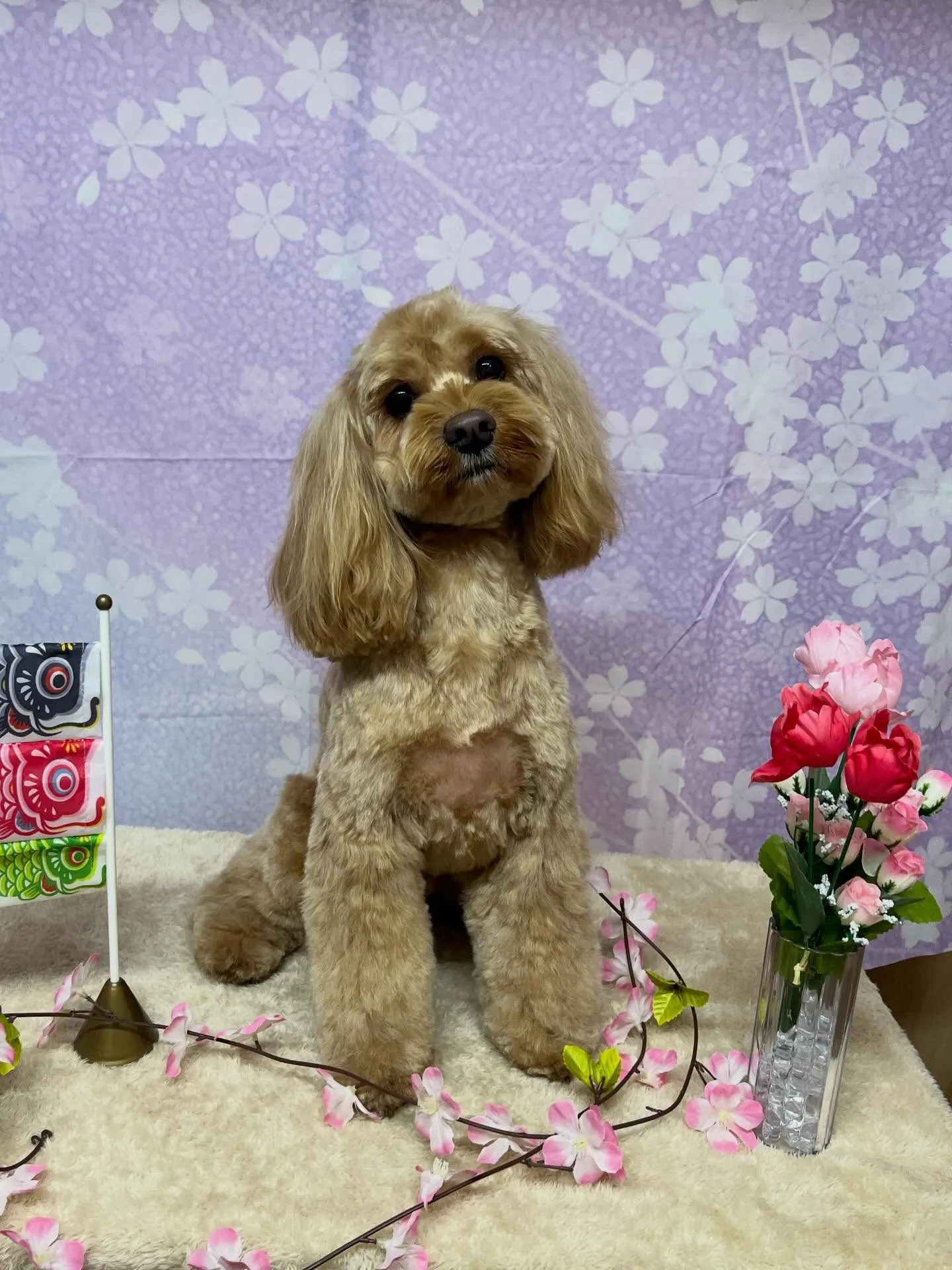 🍃3/20のトリミング🍃ミックス犬🐶｜名東区・千種区・守山区...
