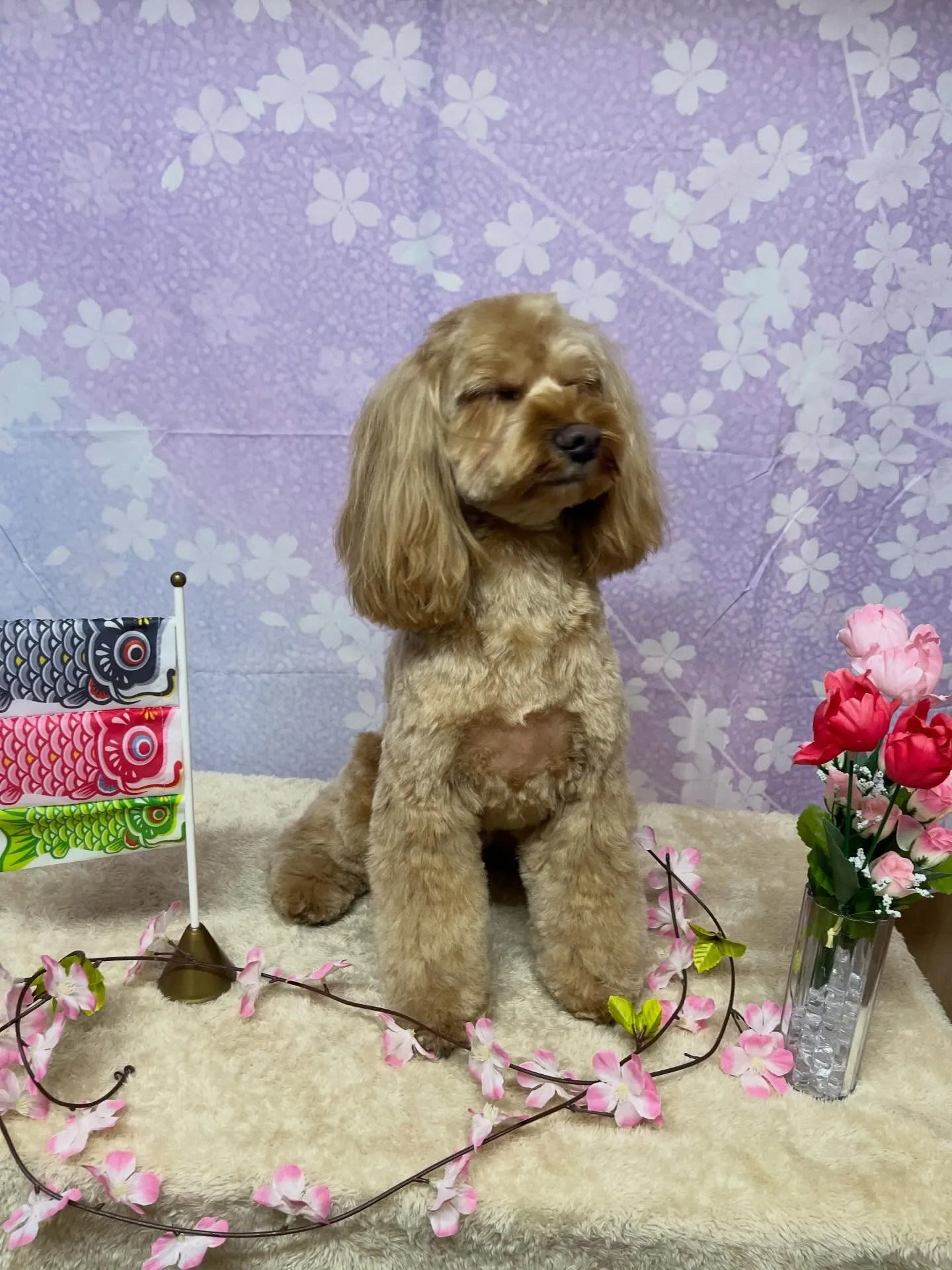 🍃3/20のトリミング🍃ミックス犬🐶｜名東区・千種区・守山区...