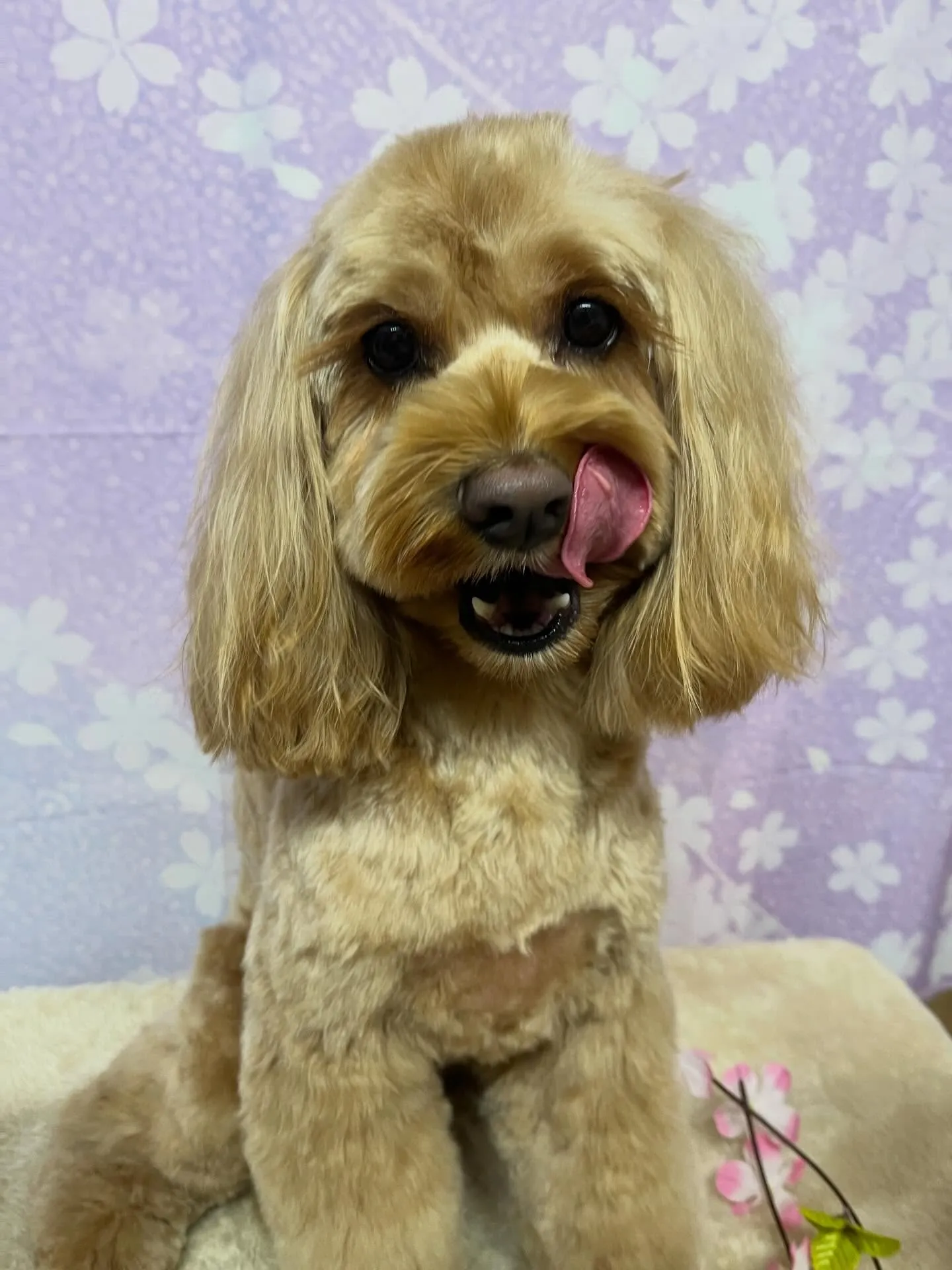 🍃3/20のトリミング🍃ミックス犬🐶｜名東区・千種区・守山区...