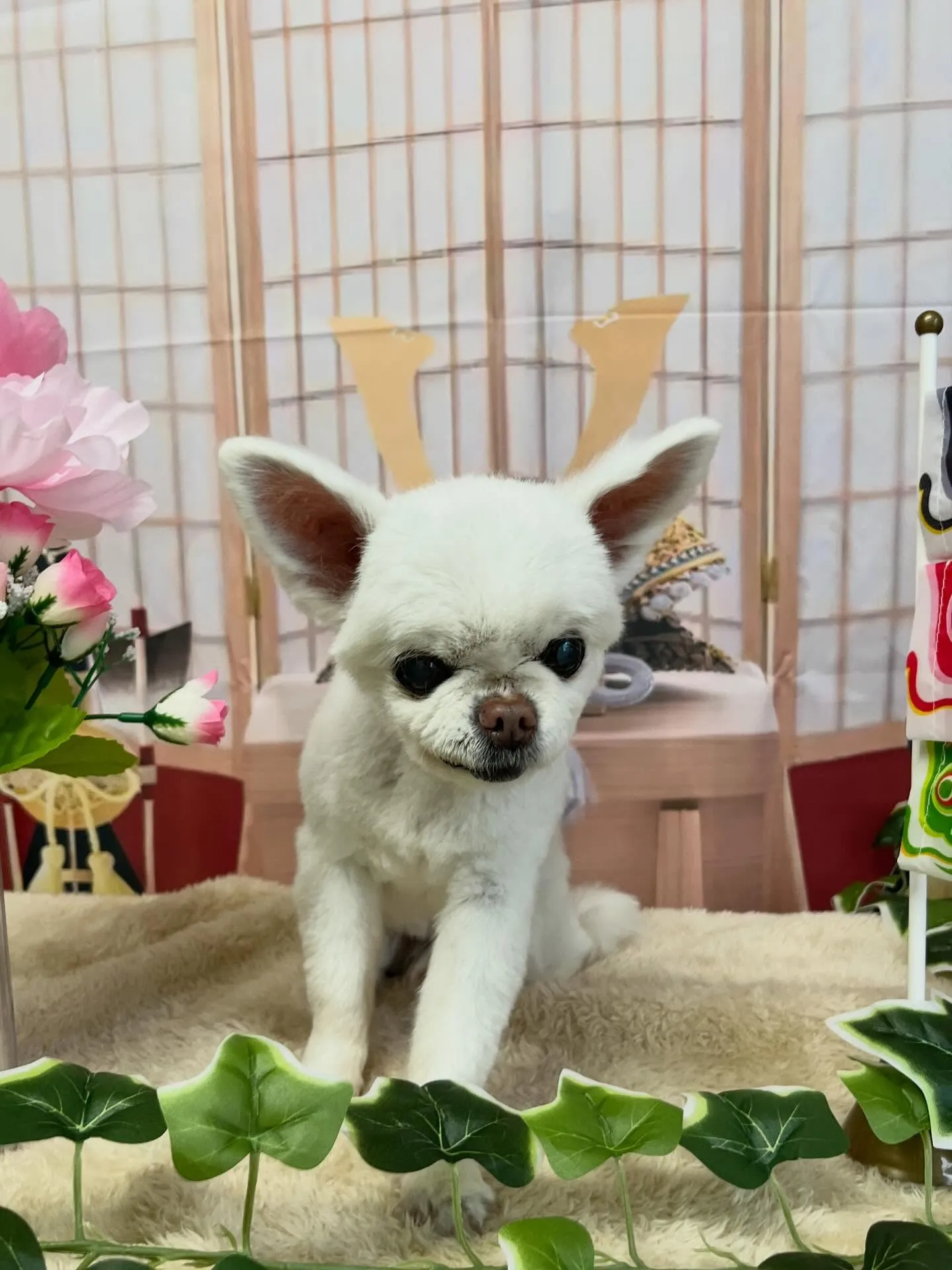 🍃今日のトリミング🍃チワワ🐶｜名東区・千種区・守山区の動物病...