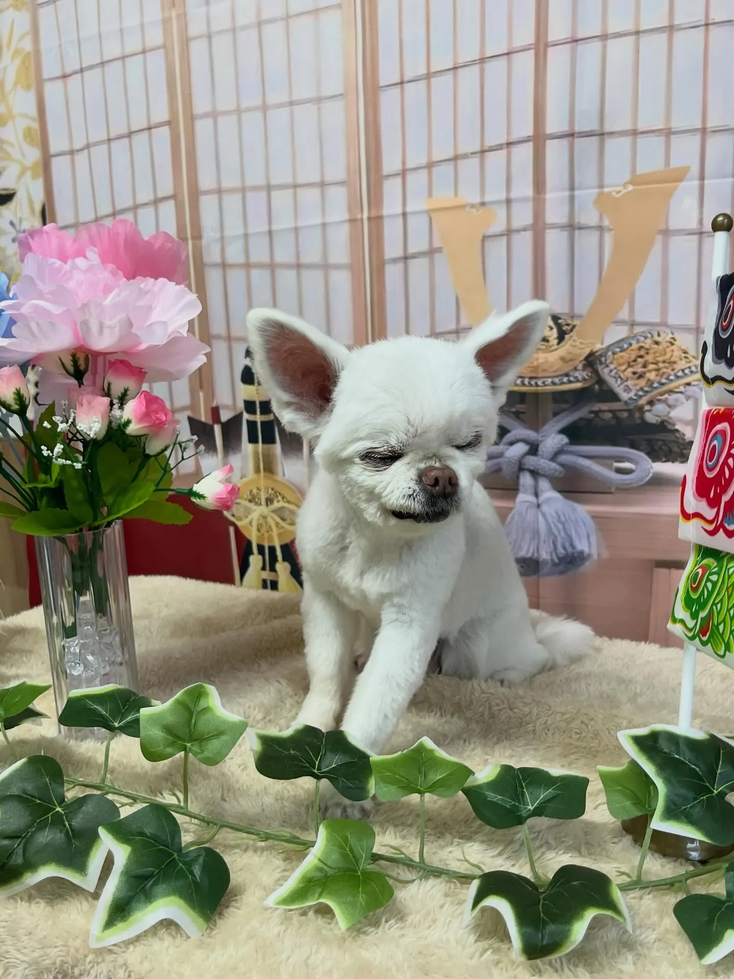 🍃今日のトリミング🍃チワワ🐶｜名東区・千種区・守山区の動物病...