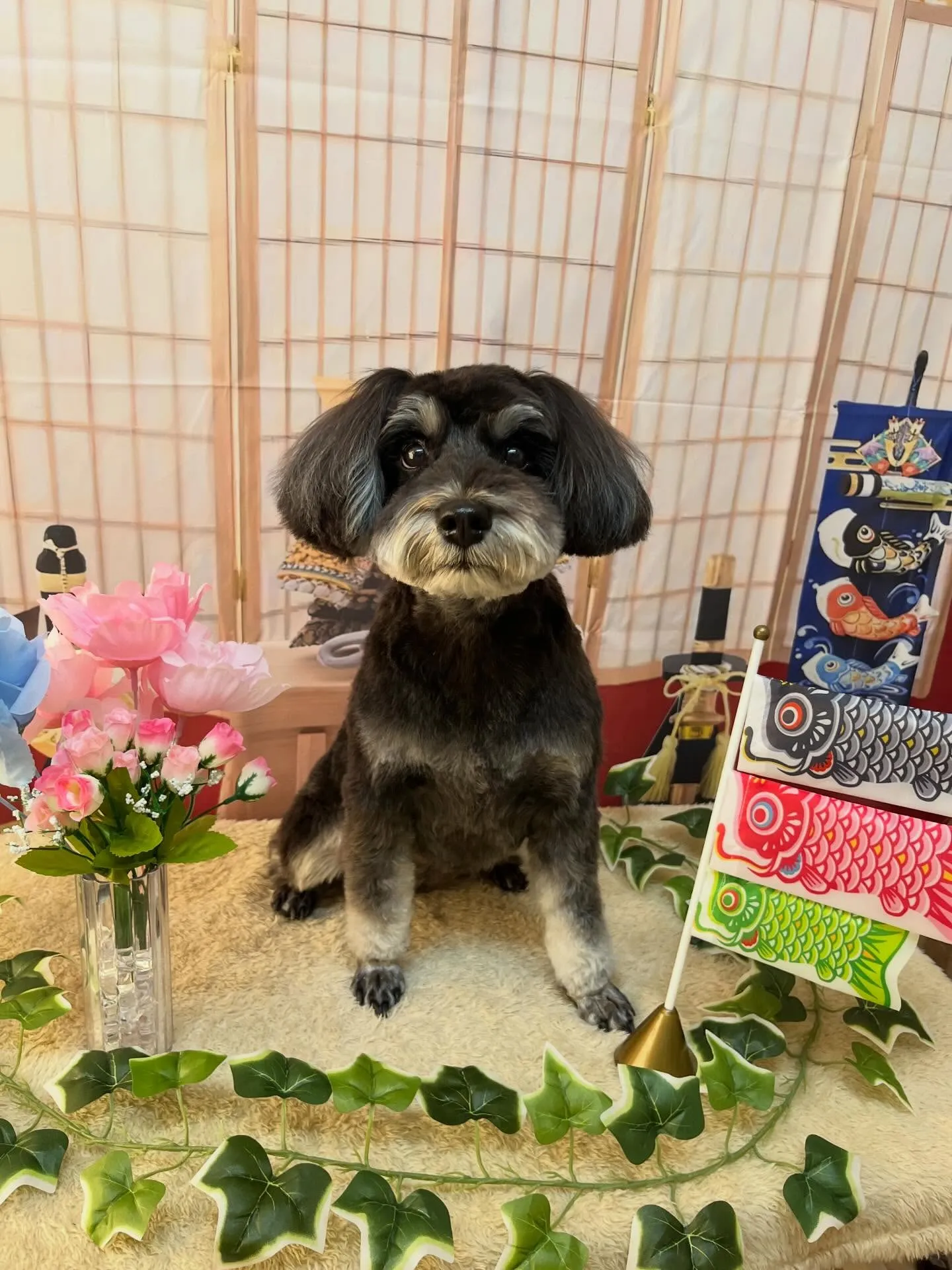 🍃5/1のトリミング🍃シュナウザー🐶｜名東区・千種区・守山区...