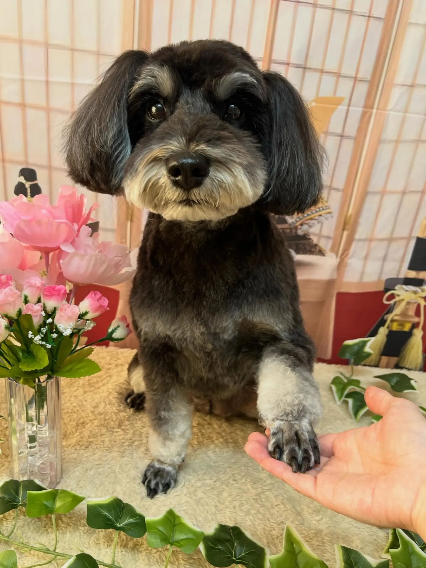 🍃5/1のトリミング🍃シュナウザー🐶｜名東区・千種区・守山区...