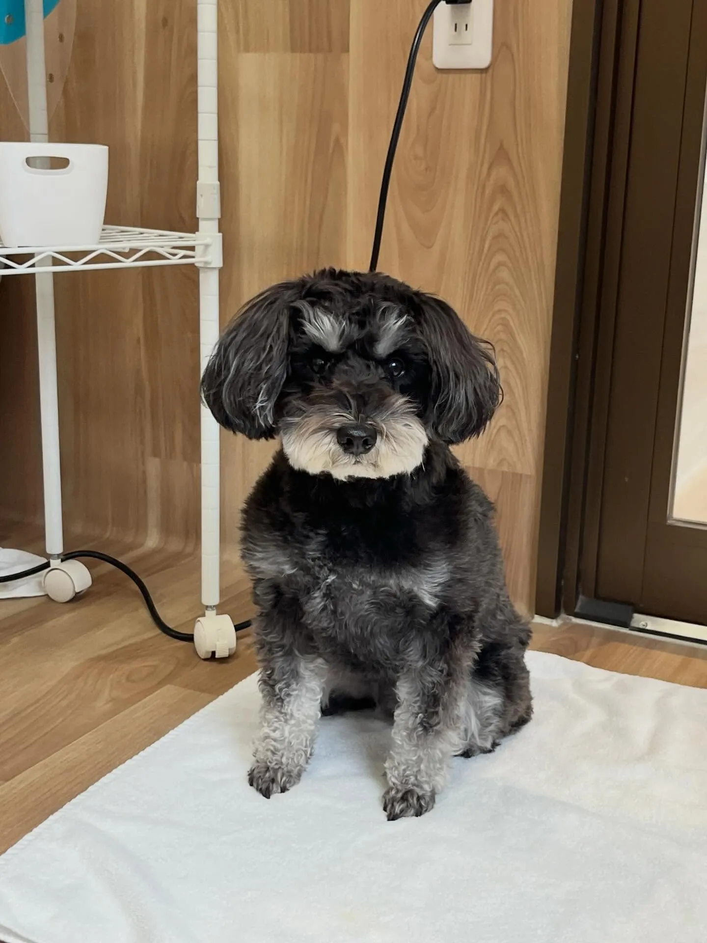 🍃5/1のトリミング🍃シュナウザー🐶｜名東区・千種区・守山区...