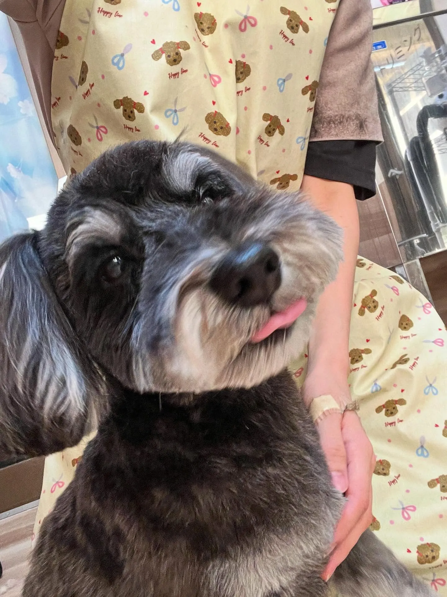 🍃5/1のトリミング🍃シュナウザー🐶｜名東区・千種区・守山区...
