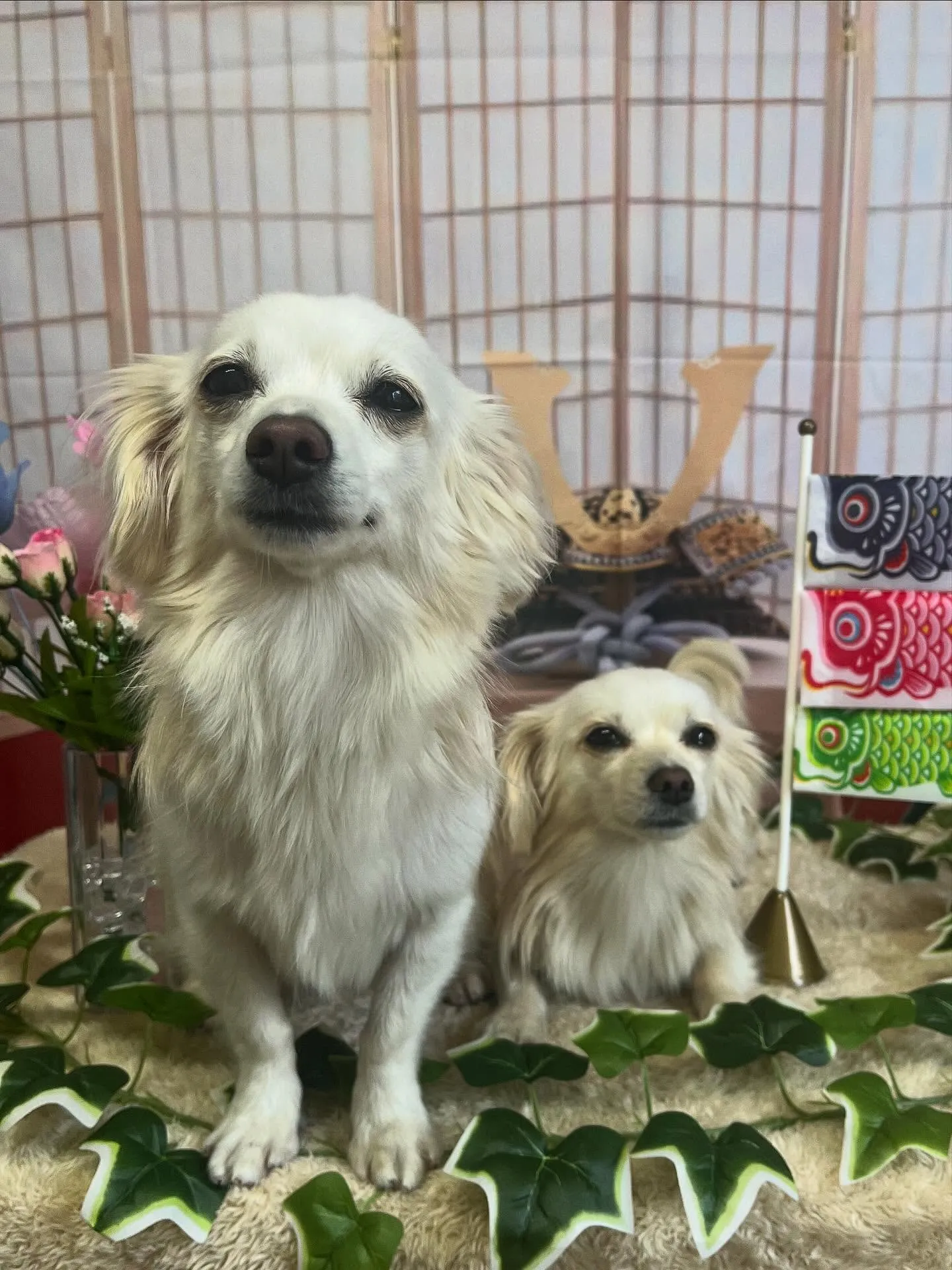 🍃5/1のトリミング🍃ミックス犬🐶｜名東区・千種区・守山区の...