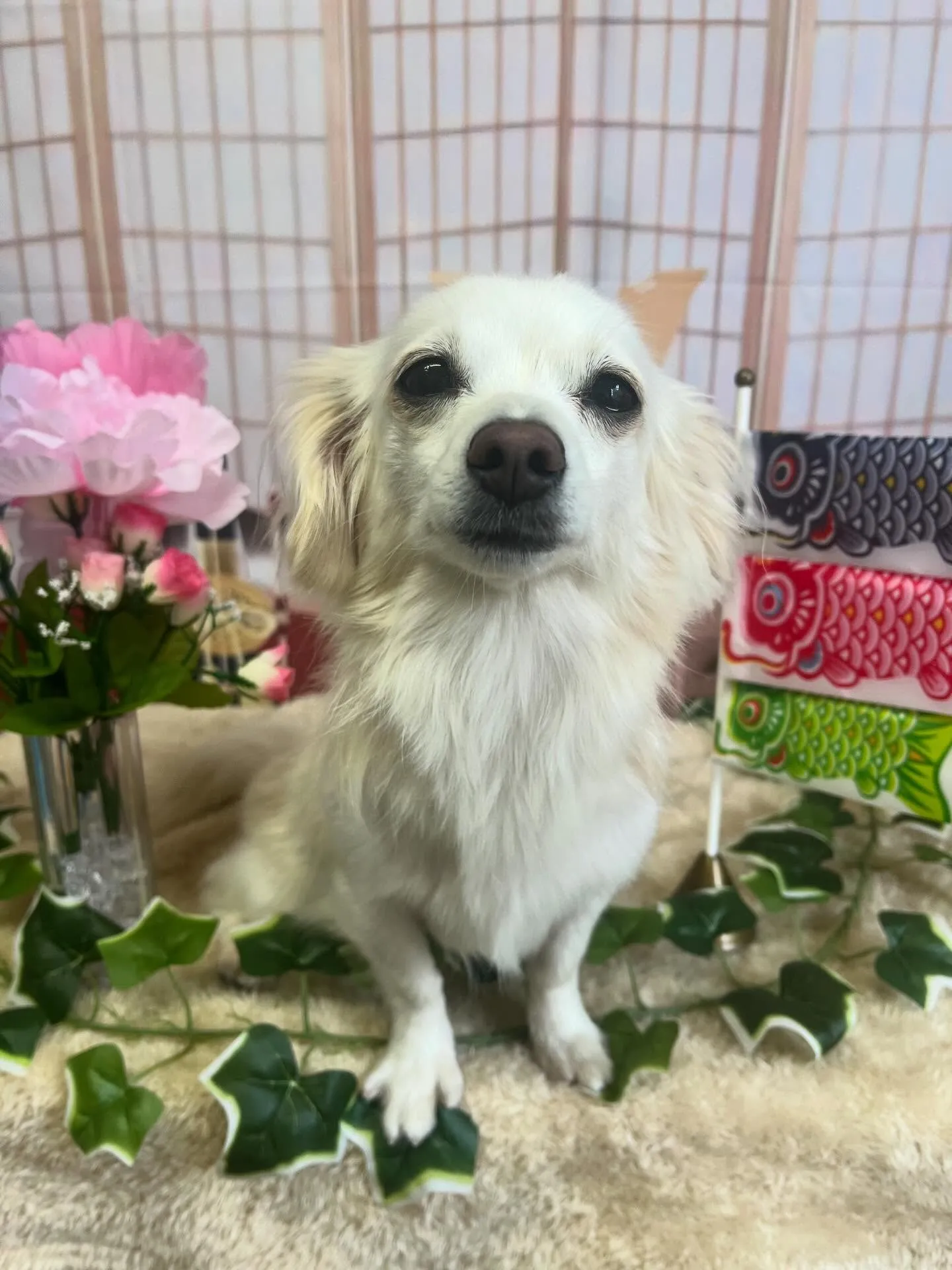 🍃5/1のトリミング🍃ミックス犬🐶｜名東区・千種区・守山区の...