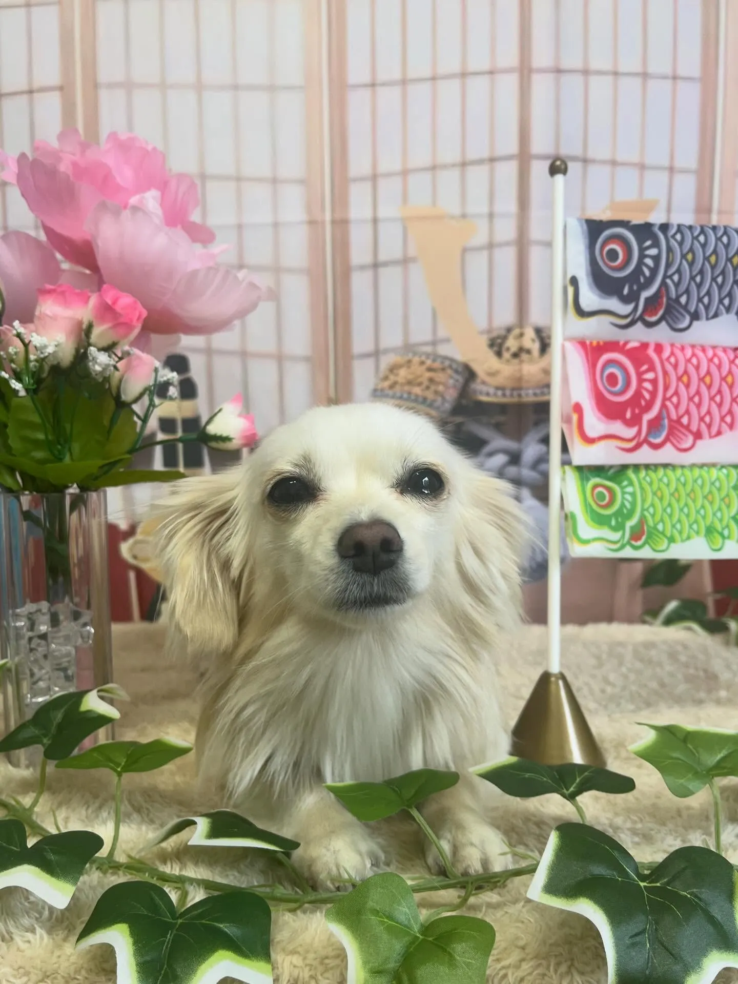 🍃5/1のトリミング🍃ミックス犬🐶｜名東区・千種区・守山区の...