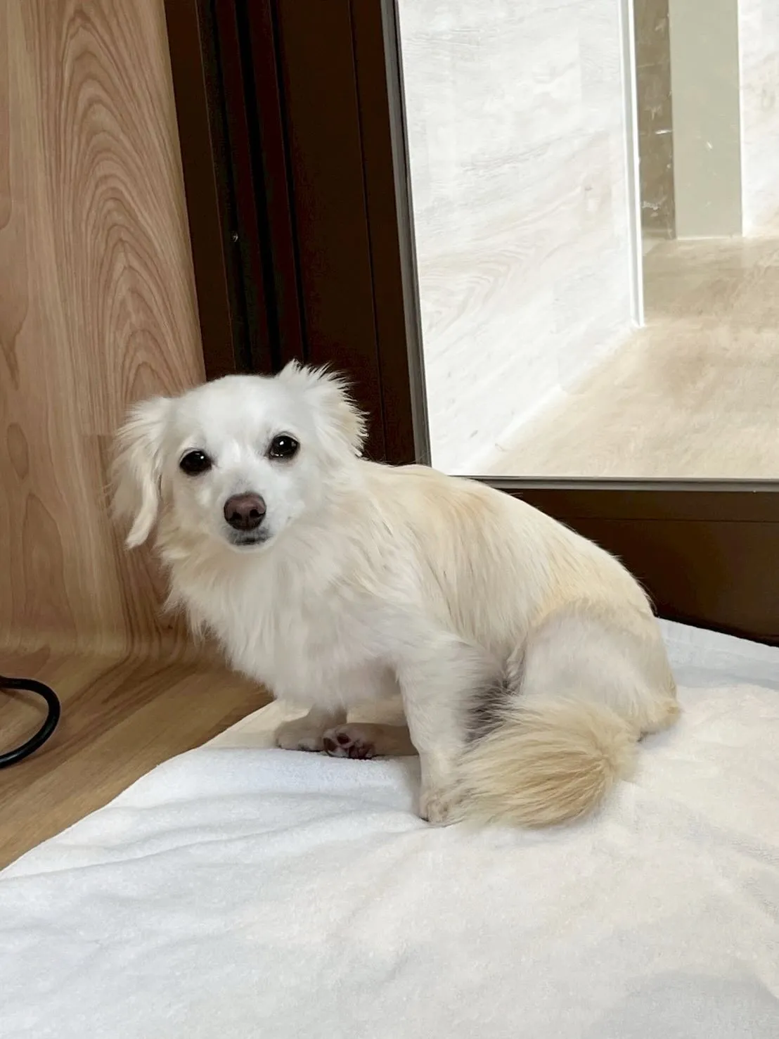 🍃5/1のトリミング🍃ミックス犬🐶｜名東区・千種区・守山区の...
