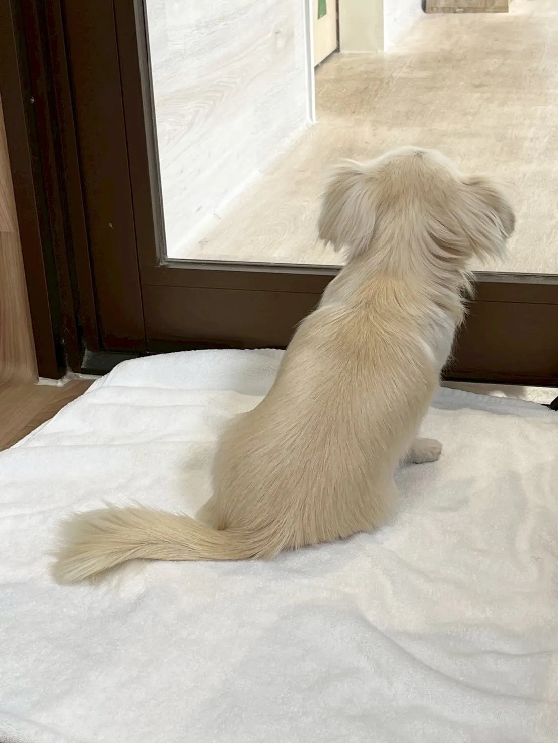 🍃5/1のトリミング🍃ミックス犬🐶｜名東区・千種区・守山区の...