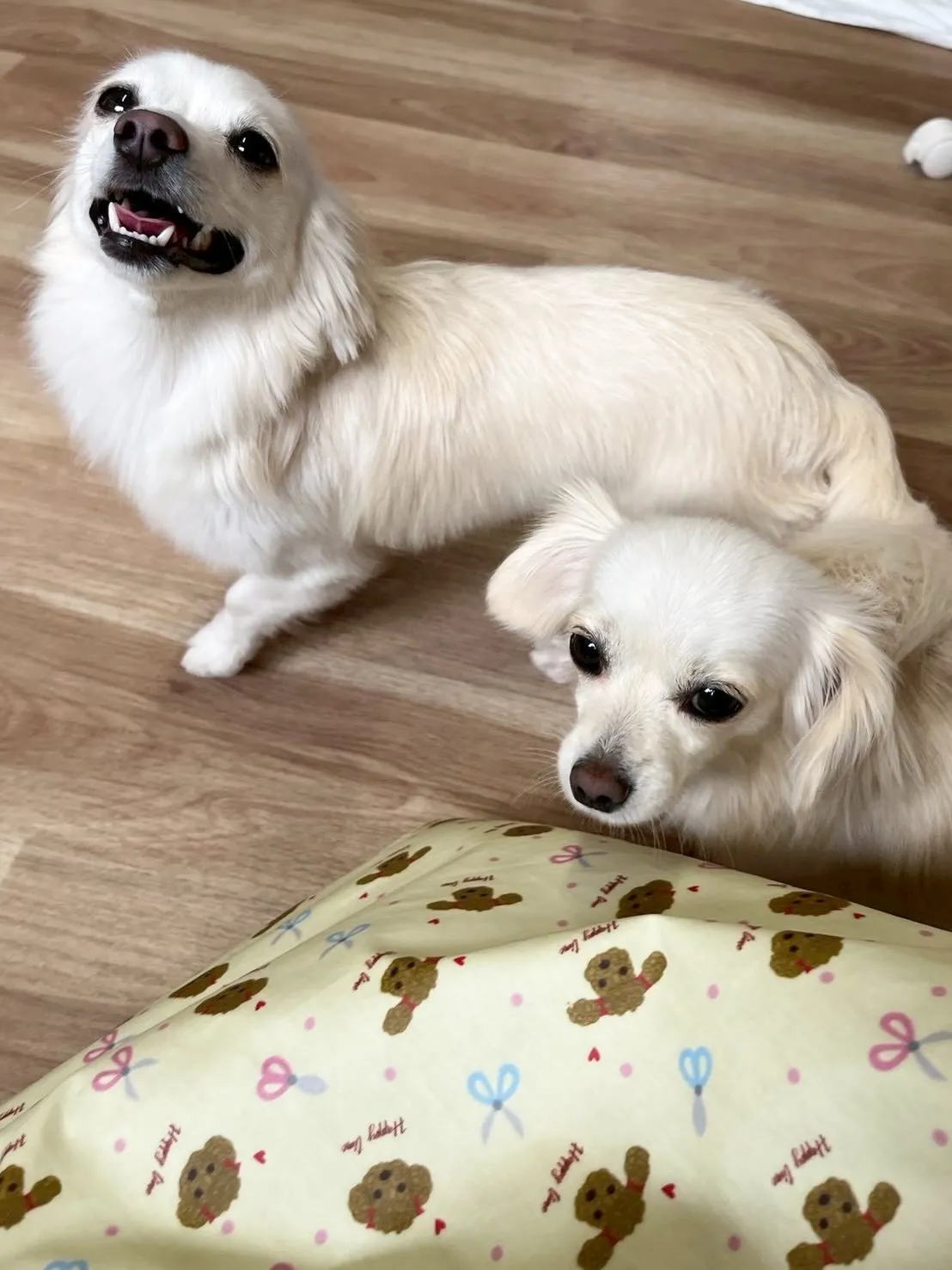 🍃5/1のトリミング🍃ミックス犬🐶｜名東区・千種区・守山区の...
