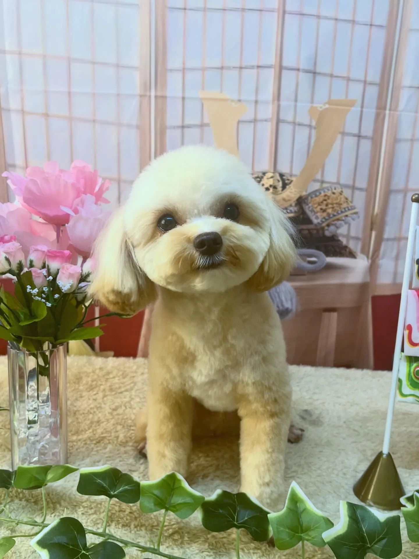 🍃5/1のトリミング🍃ミックス犬🐶｜名東区・千種区・守山区の...