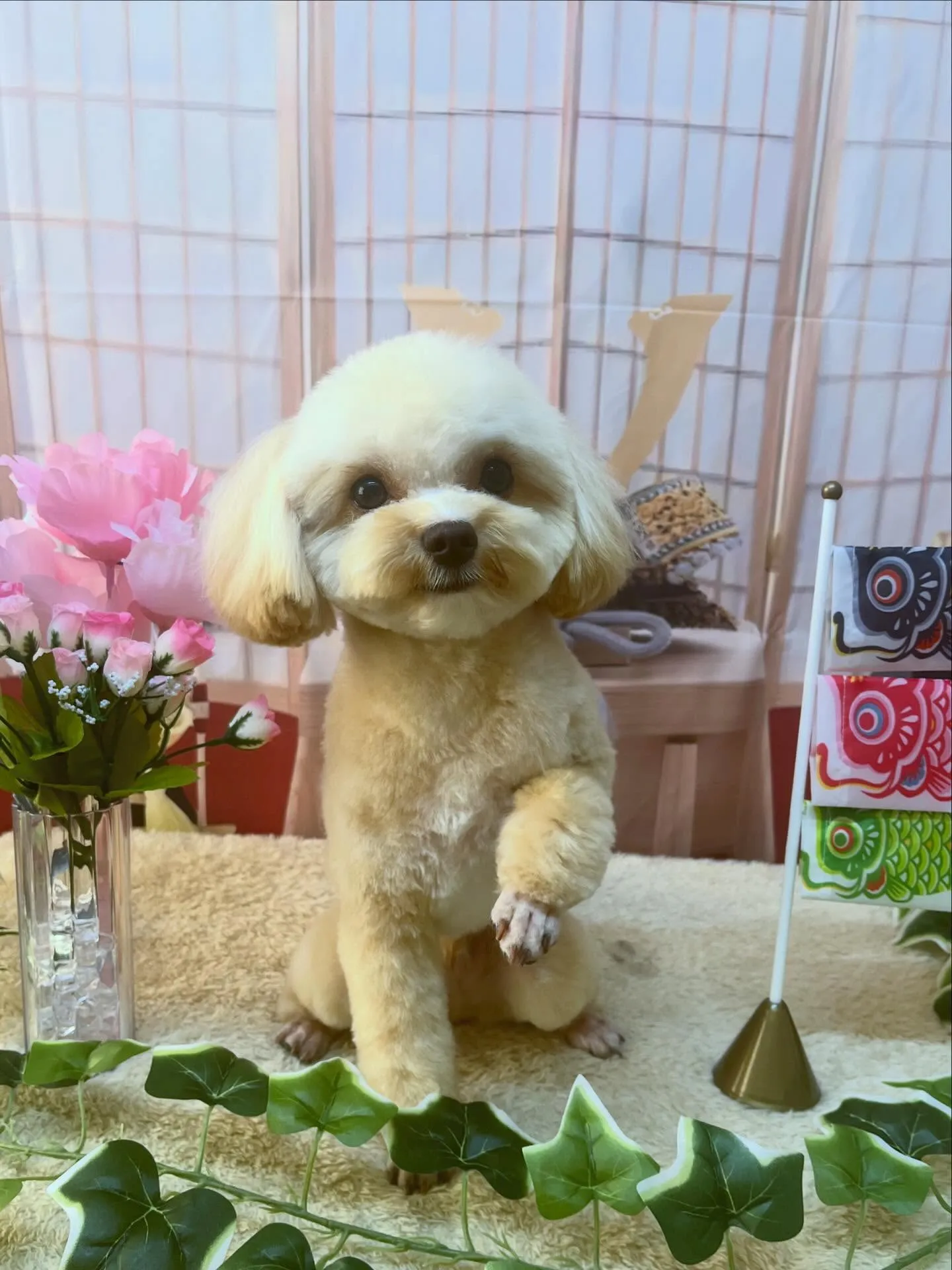 🍃5/1のトリミング🍃ミックス犬🐶｜名東区・千種区・守山区の...