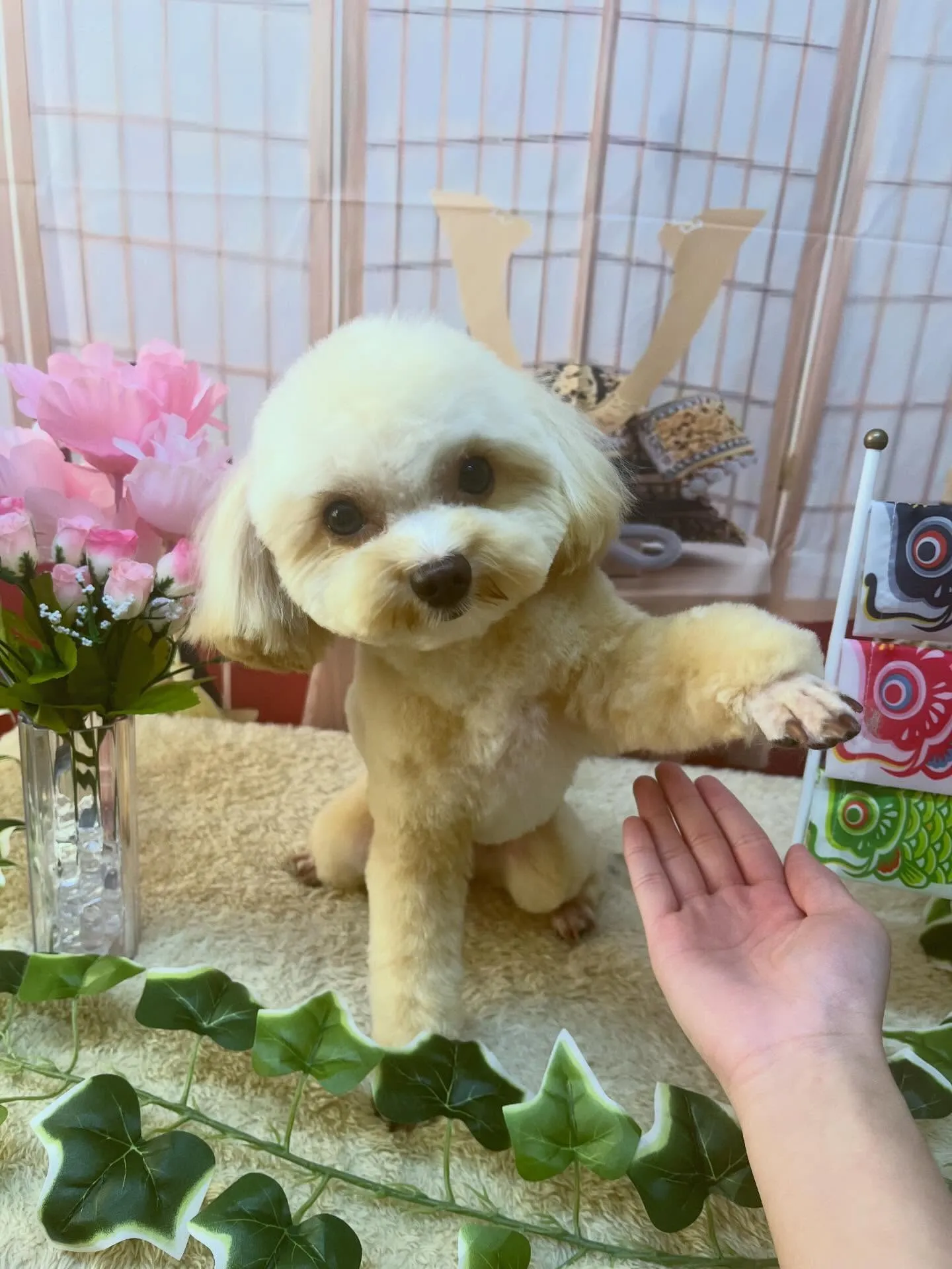 🍃5/1のトリミング🍃ミックス犬🐶｜名東区・千種区・守山区の...