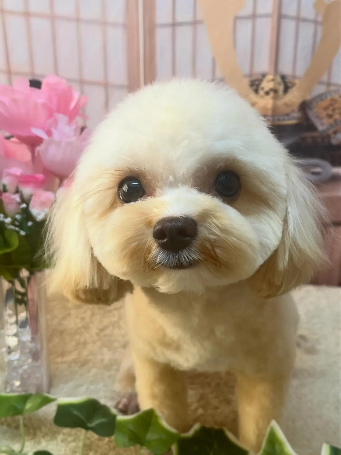 🍃5/1のトリミング🍃ミックス犬🐶｜名東区・千種区・守山区の...