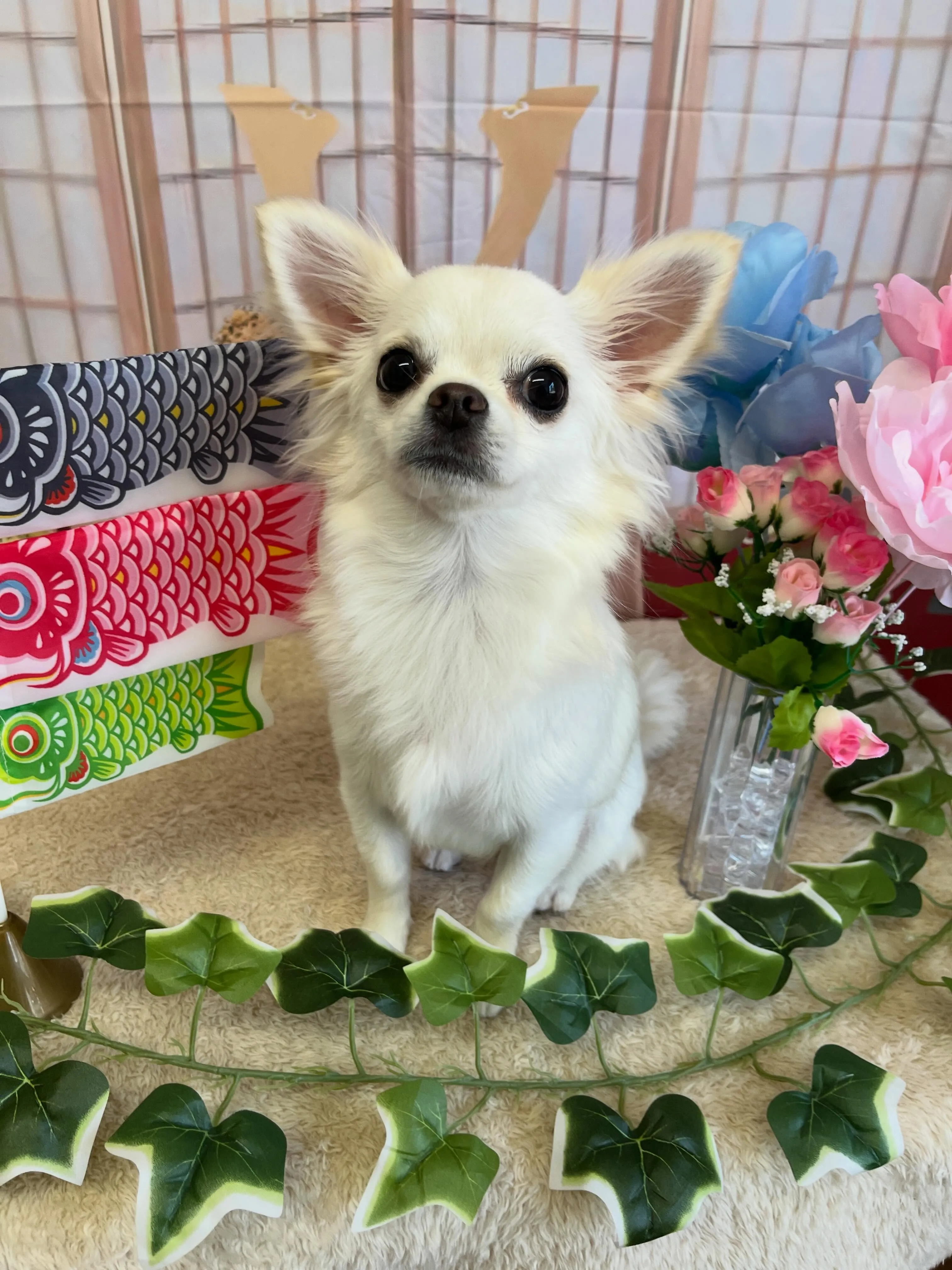 🍃5/2のトリミング🍃チワワ🐶｜名東区・千種区・守山区の動物...