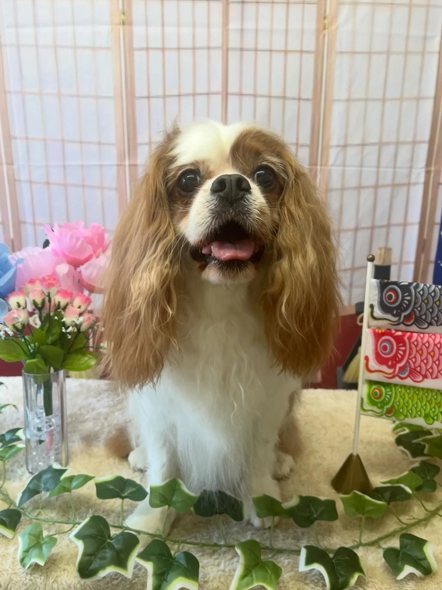 🍃5/2のトリミング🍃キャバリア🐶｜名東区・千種区・守山区の...
