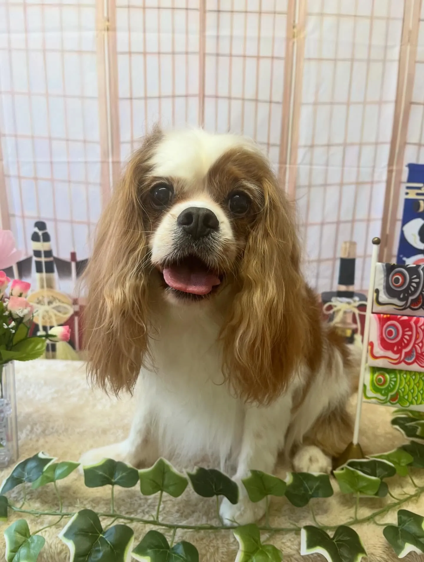 🍃5/2のトリミング🍃キャバリア🐶｜名東区・千種区・守山区の...