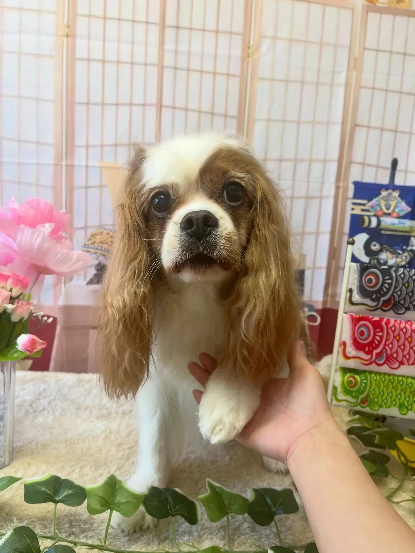 🍃5/2のトリミング🍃キャバリア🐶｜名東区・千種区・守山区の...