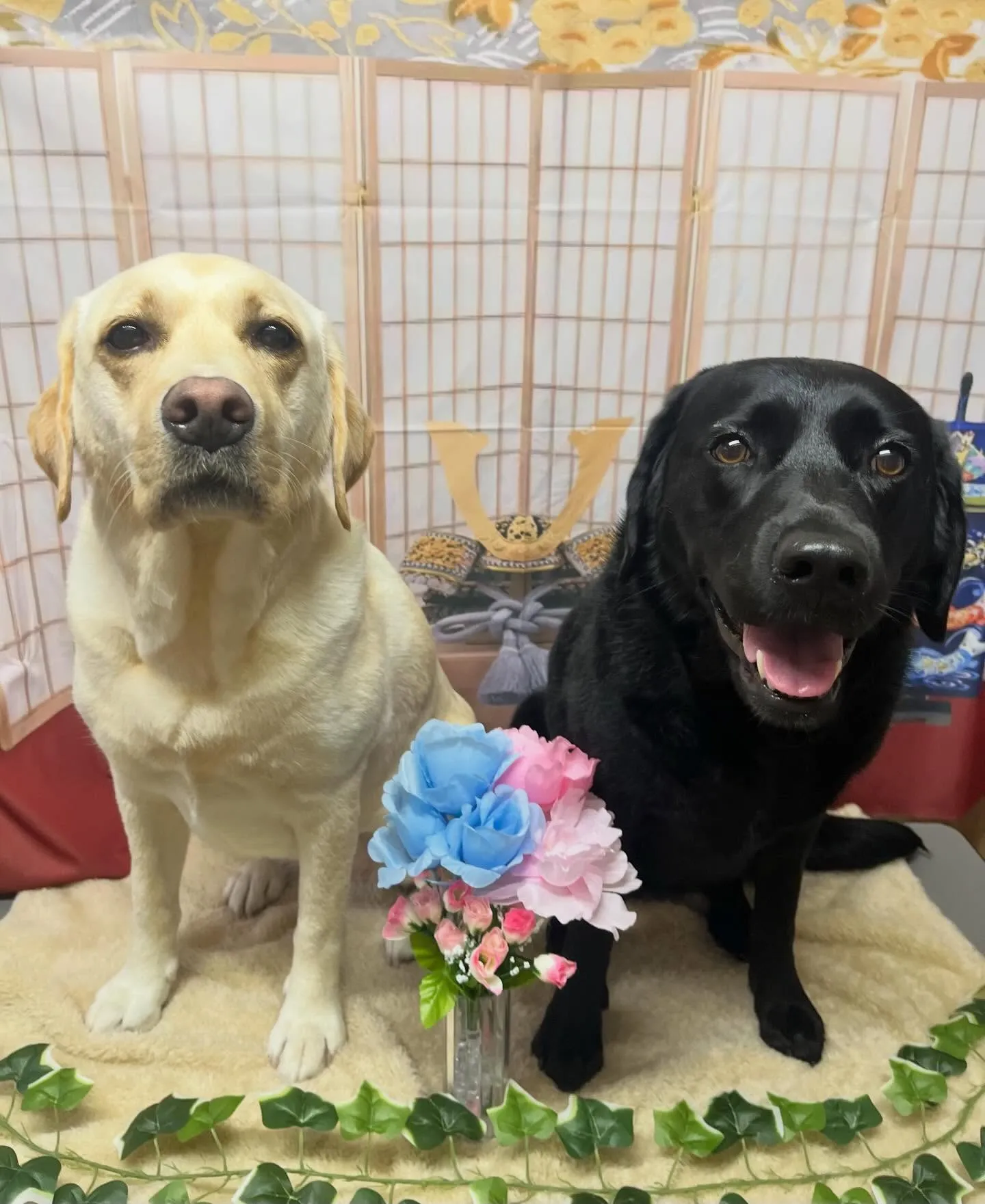 🍃5/2のトリミング🍃ラブラドールレトリバー🐶｜名東区・千種...