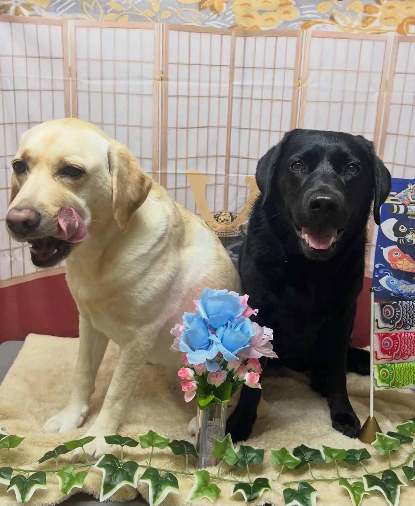 🍃5/2のトリミング🍃ラブラドールレトリバー🐶｜名東区・千種...