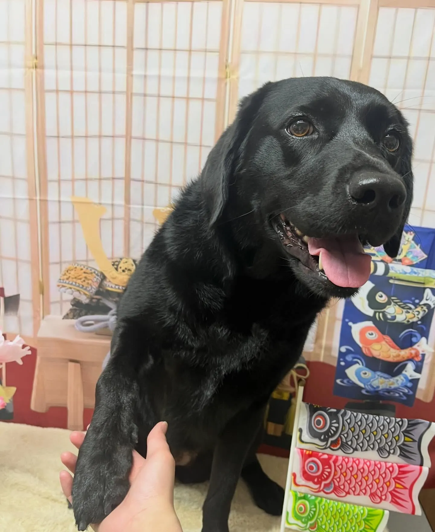 🍃5/2のトリミング🍃ラブラドールレトリバー🐶｜名東区・千種...