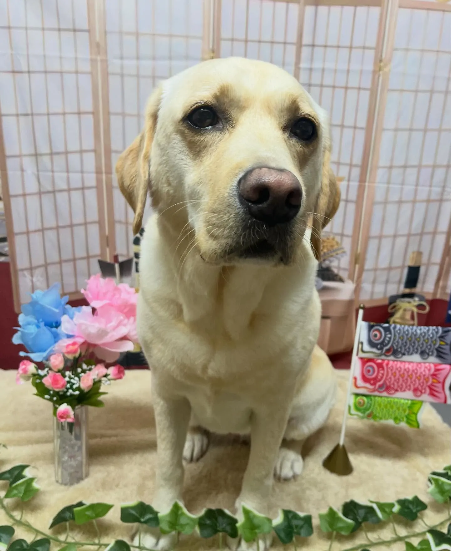 🍃5/2のトリミング🍃ラブラドールレトリバー🐶｜名東区・千種...
