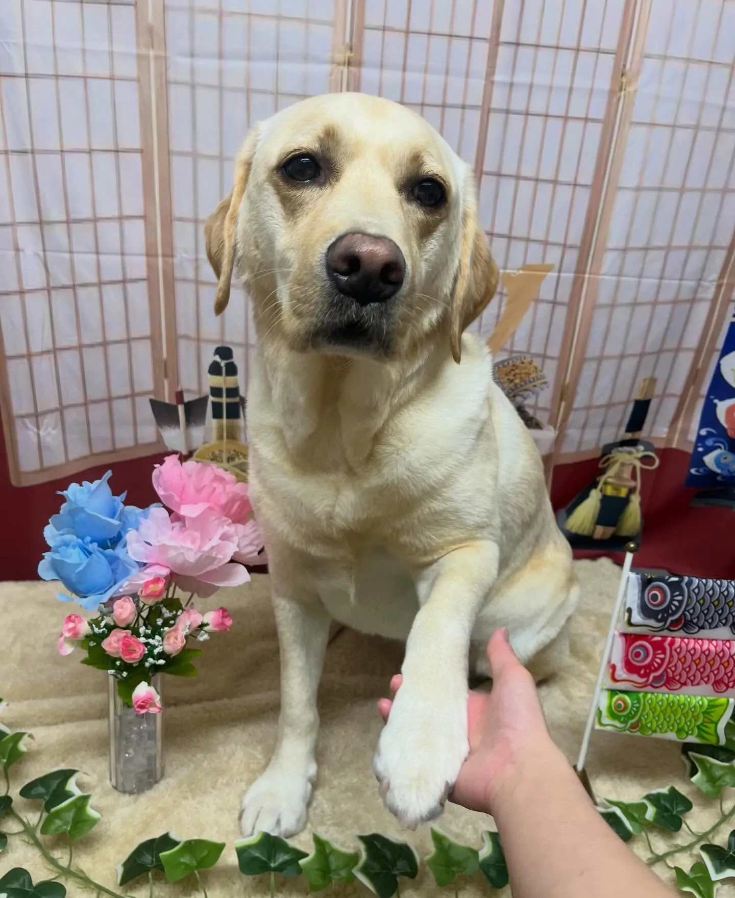 🍃5/2のトリミング🍃ラブラドールレトリバー🐶｜名東区・千種...