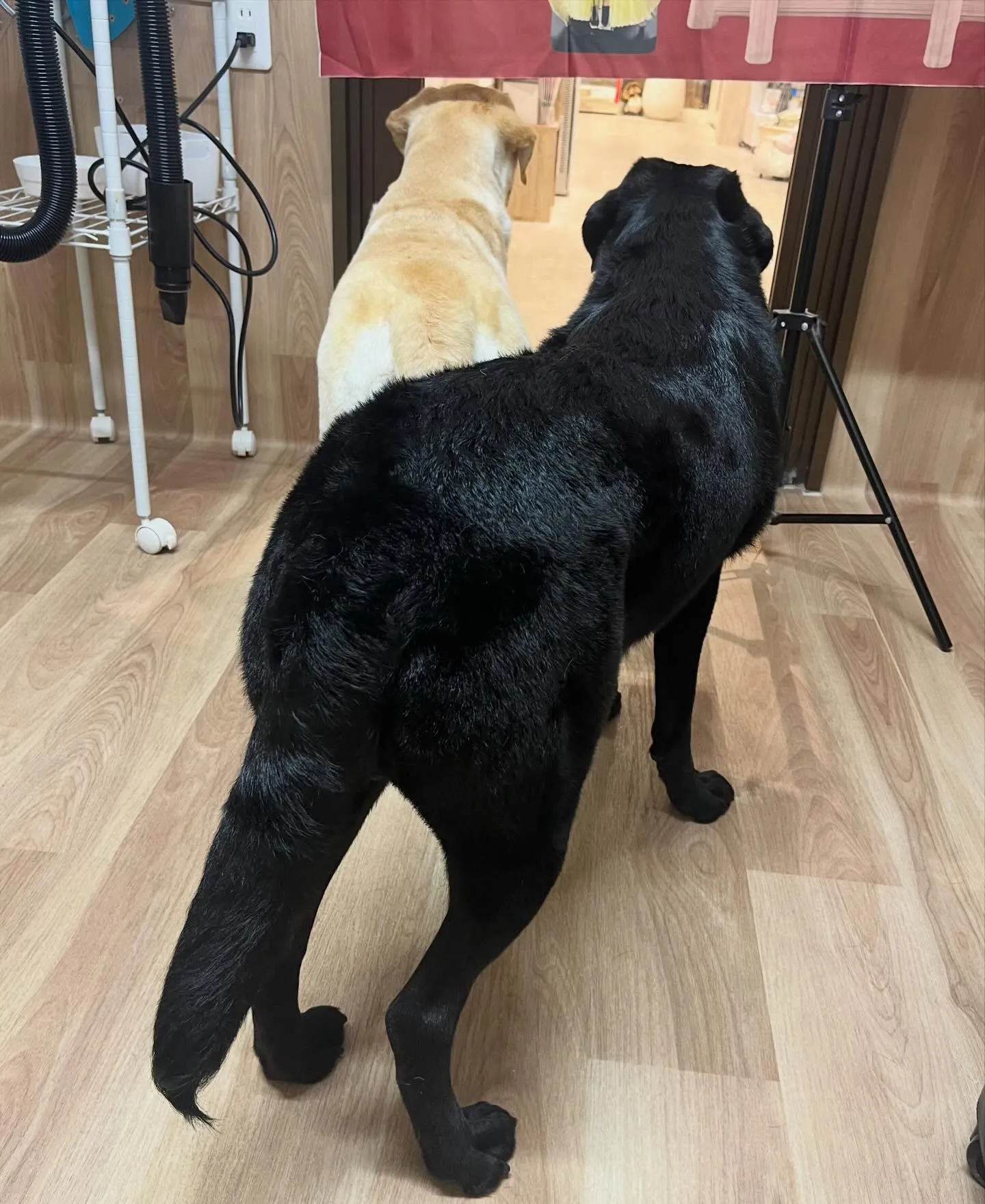 🍃5/2のトリミング🍃ラブラドールレトリバー🐶｜名東区・千種...