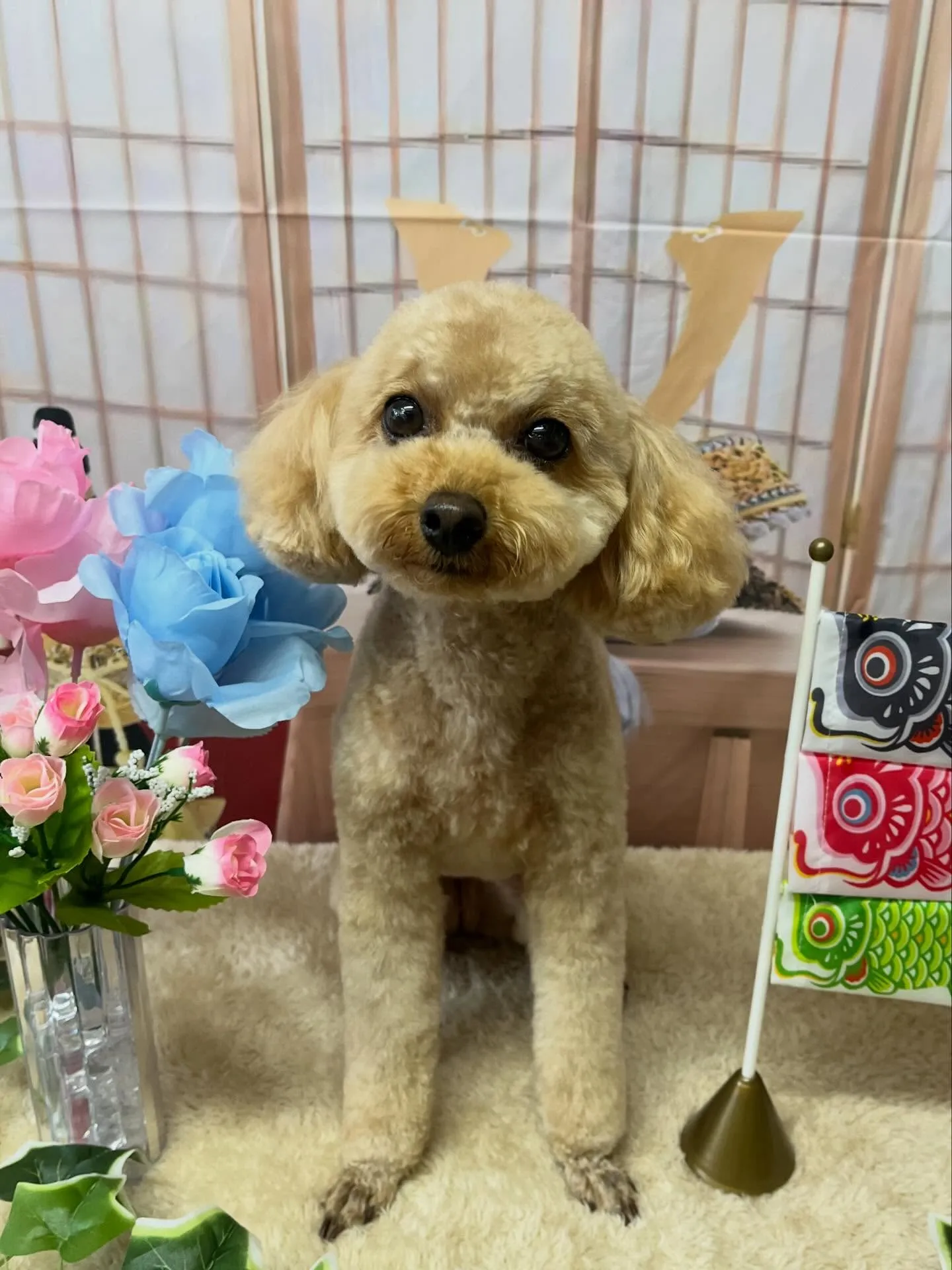 🍃5/3のトリミング🍃プードル🐶｜名東区・千種区・守山区の動...