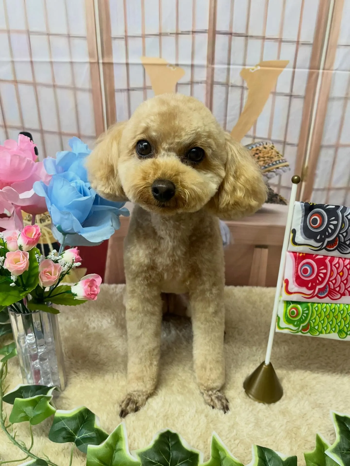 🍃5/3のトリミング🍃プードル🐶｜名東区・千種区・守山区の動...