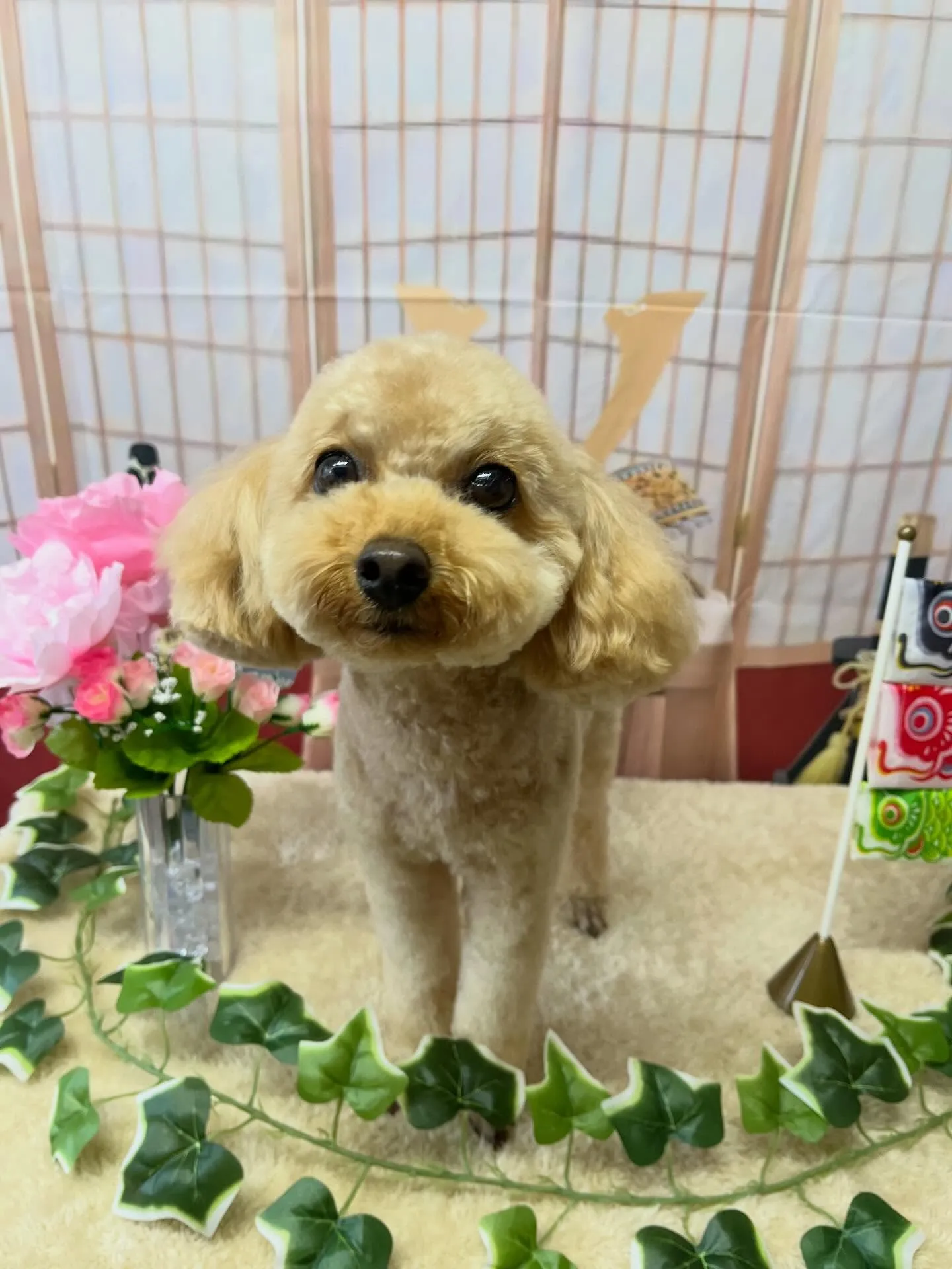 🍃5/3のトリミング🍃プードル🐶｜名東区・千種区・守山区の動...