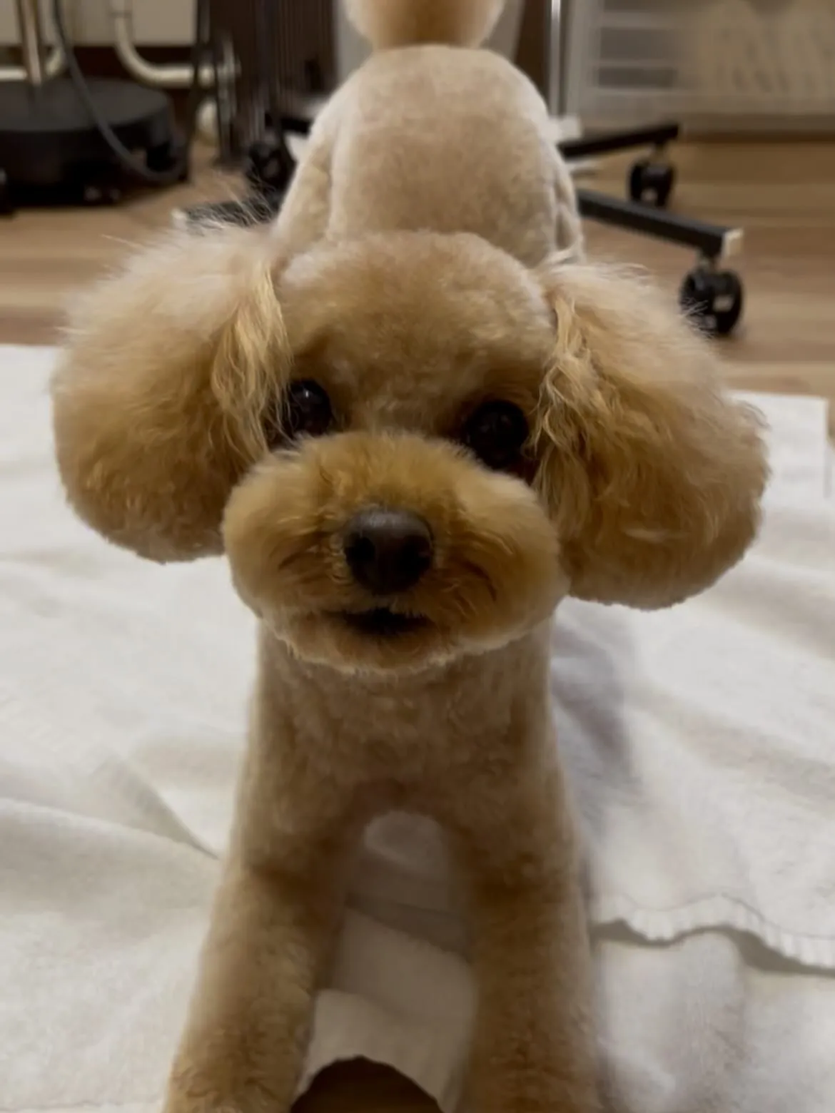 🍃5/3のトリミング🍃プードル🐶｜名東区・千種区・守山区の動...