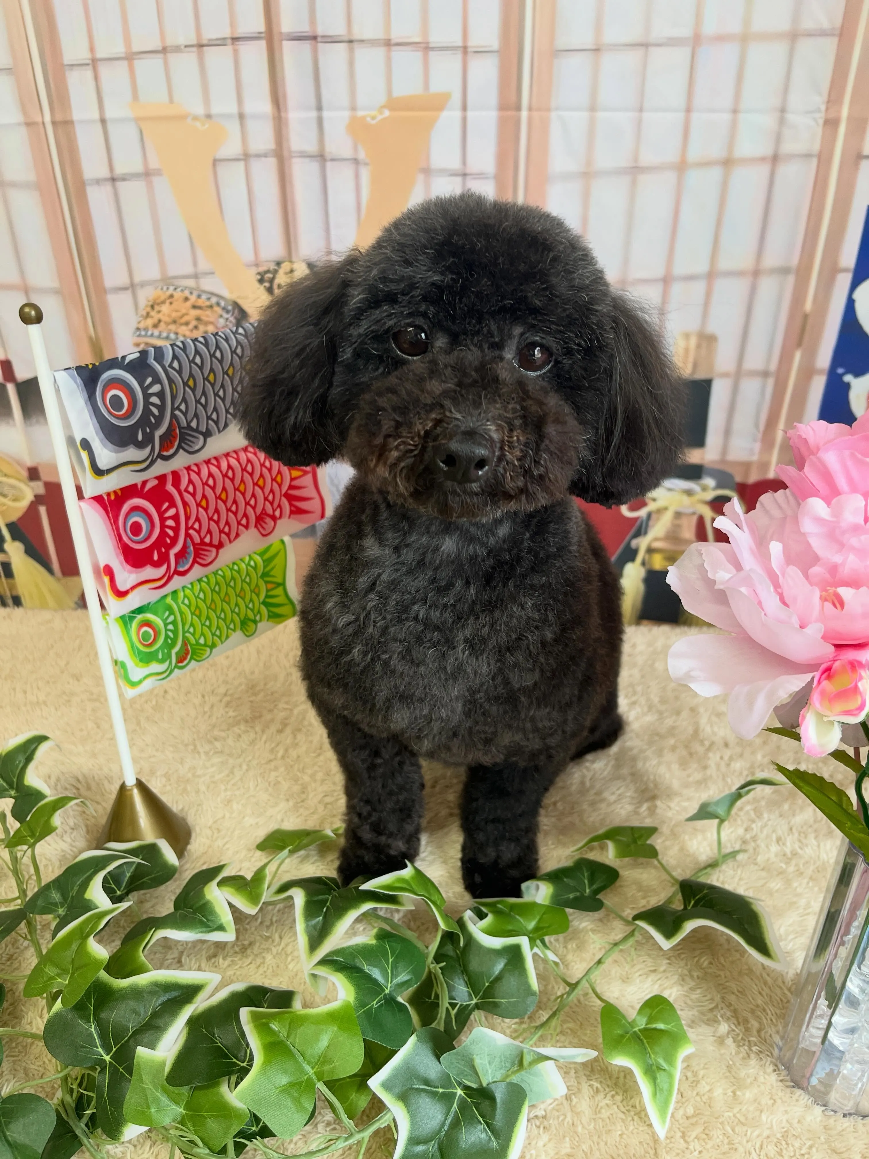 🍃5/3のトリミング🍃プードル🐶｜名東区・千種区・守山区の動...