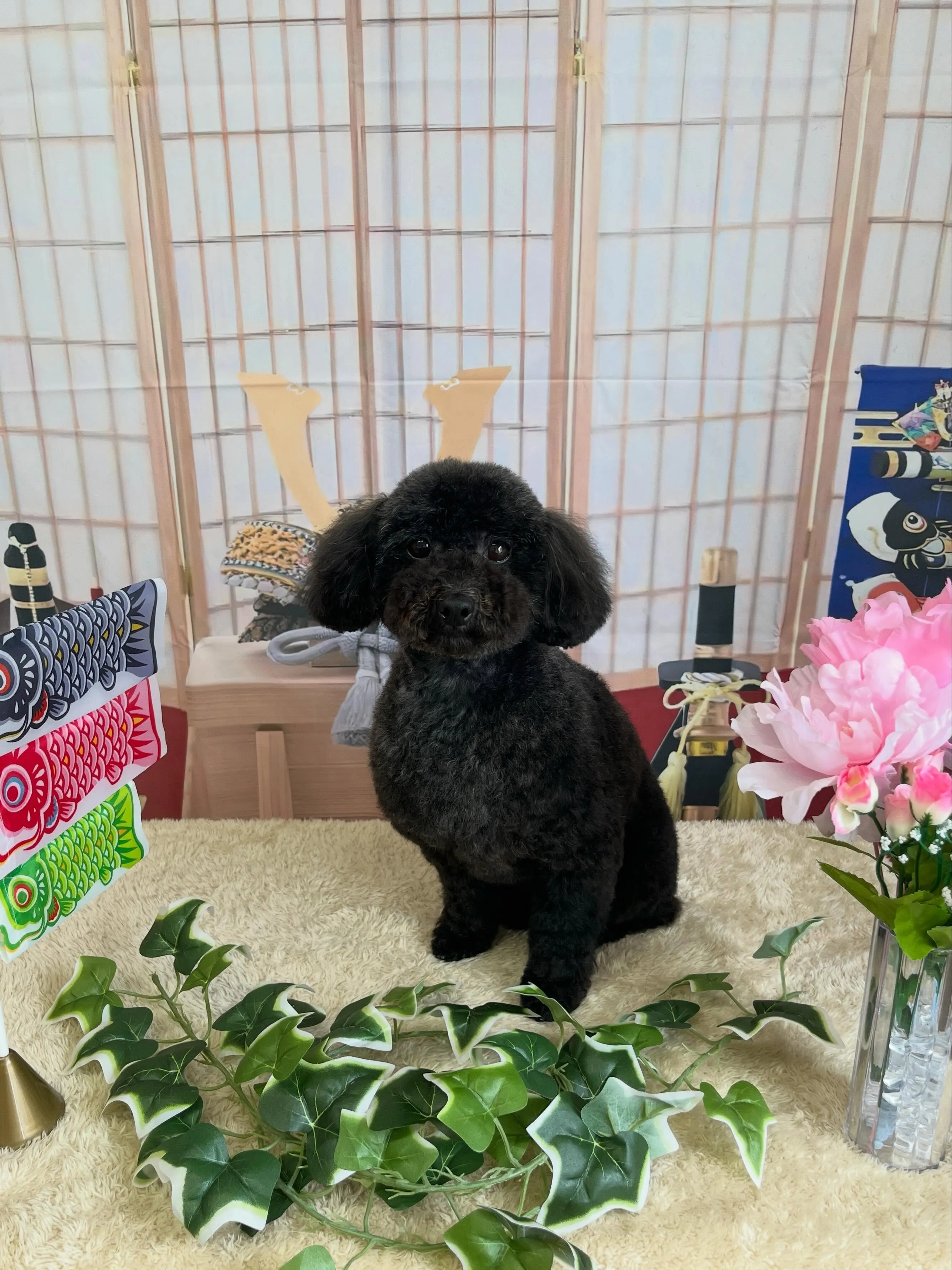 🍃5/3のトリミング🍃プードル🐶｜名東区・千種区・守山区の動...