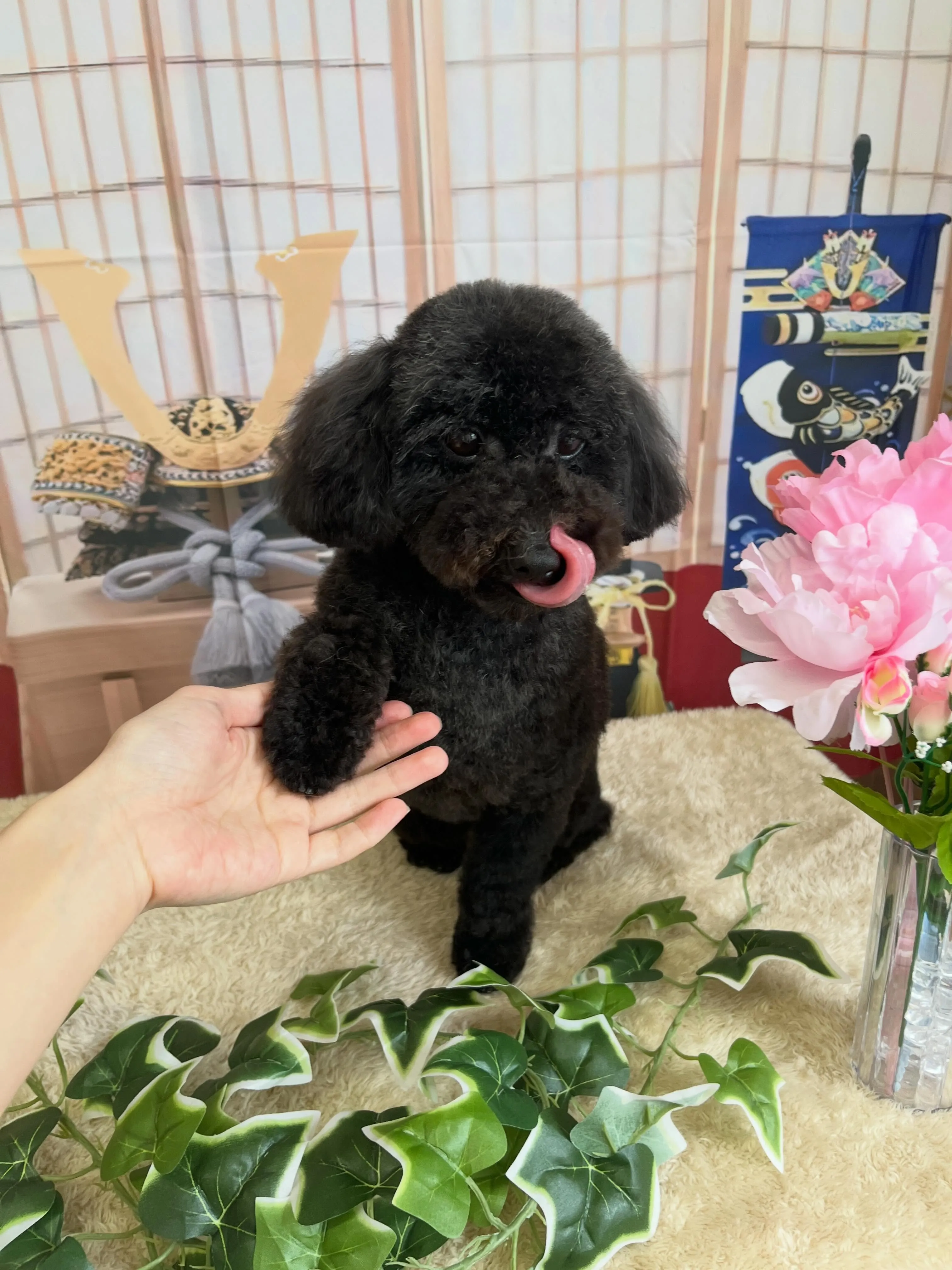 🍃5/3のトリミング🍃プードル🐶｜名東区・千種区・守山区の動...