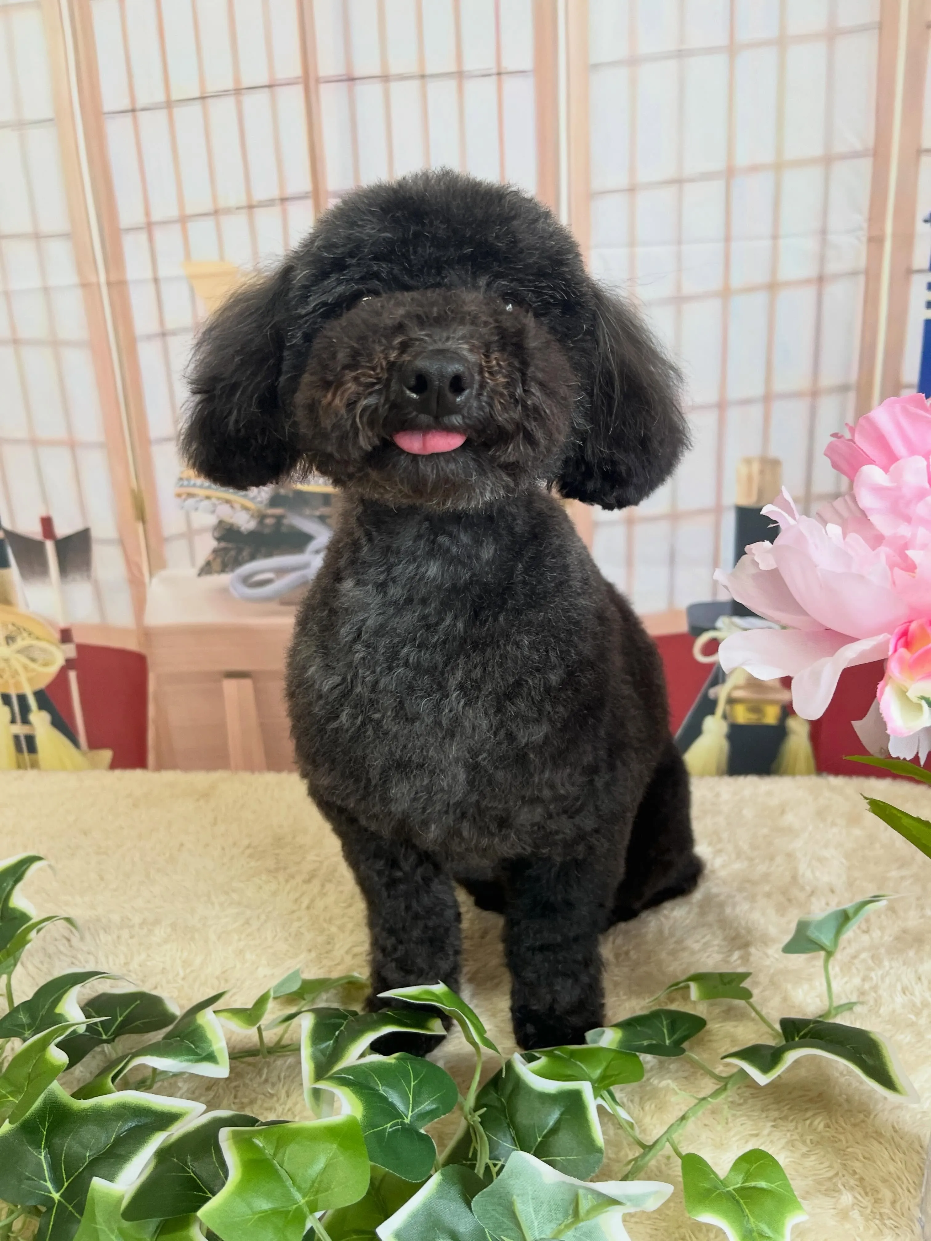 🍃5/3のトリミング🍃プードル🐶｜名東区・千種区・守山区の動...