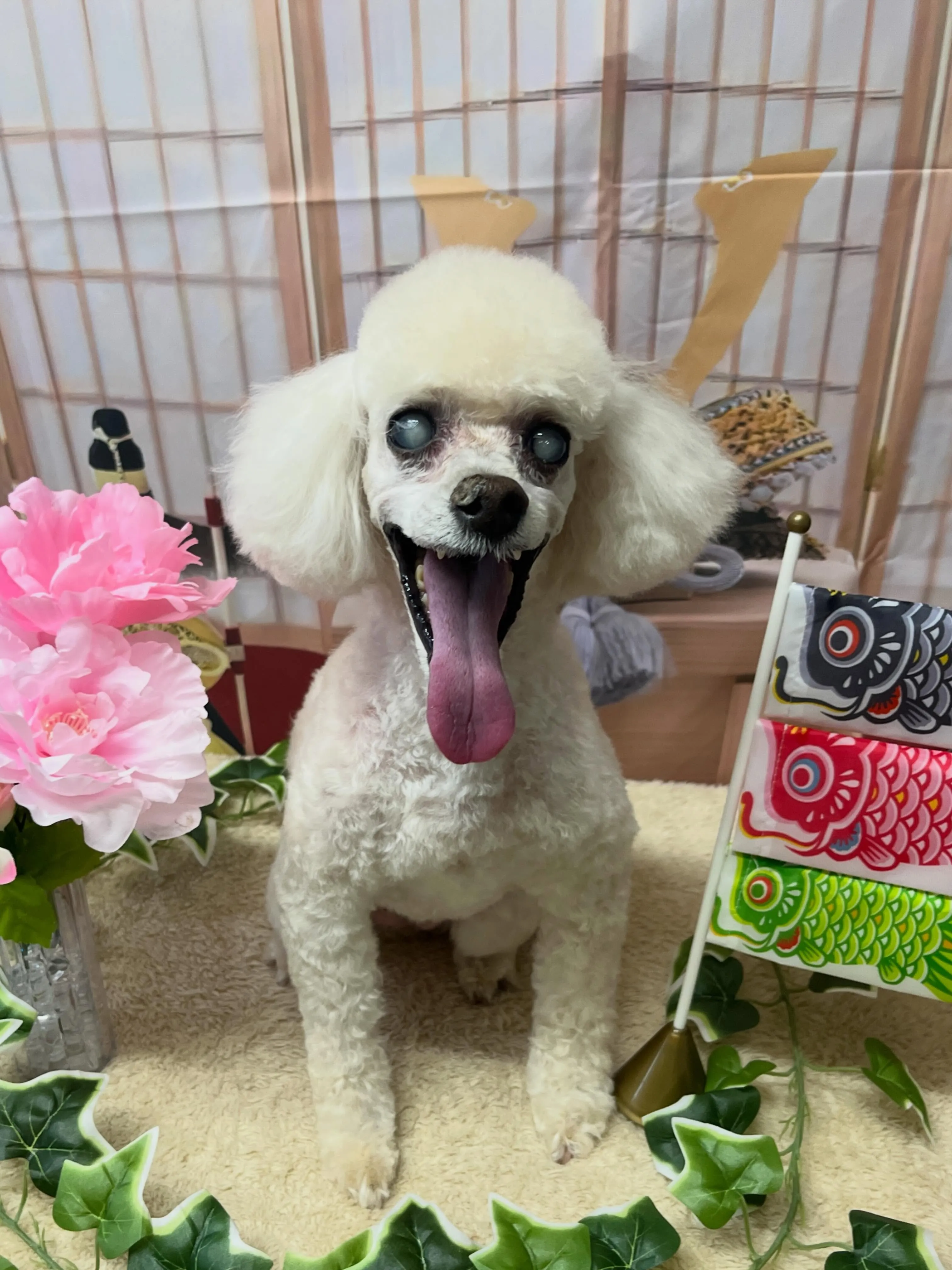 🍃5/3のトリミング🍃プードル🐶｜名東区・千種区・守山区の動...