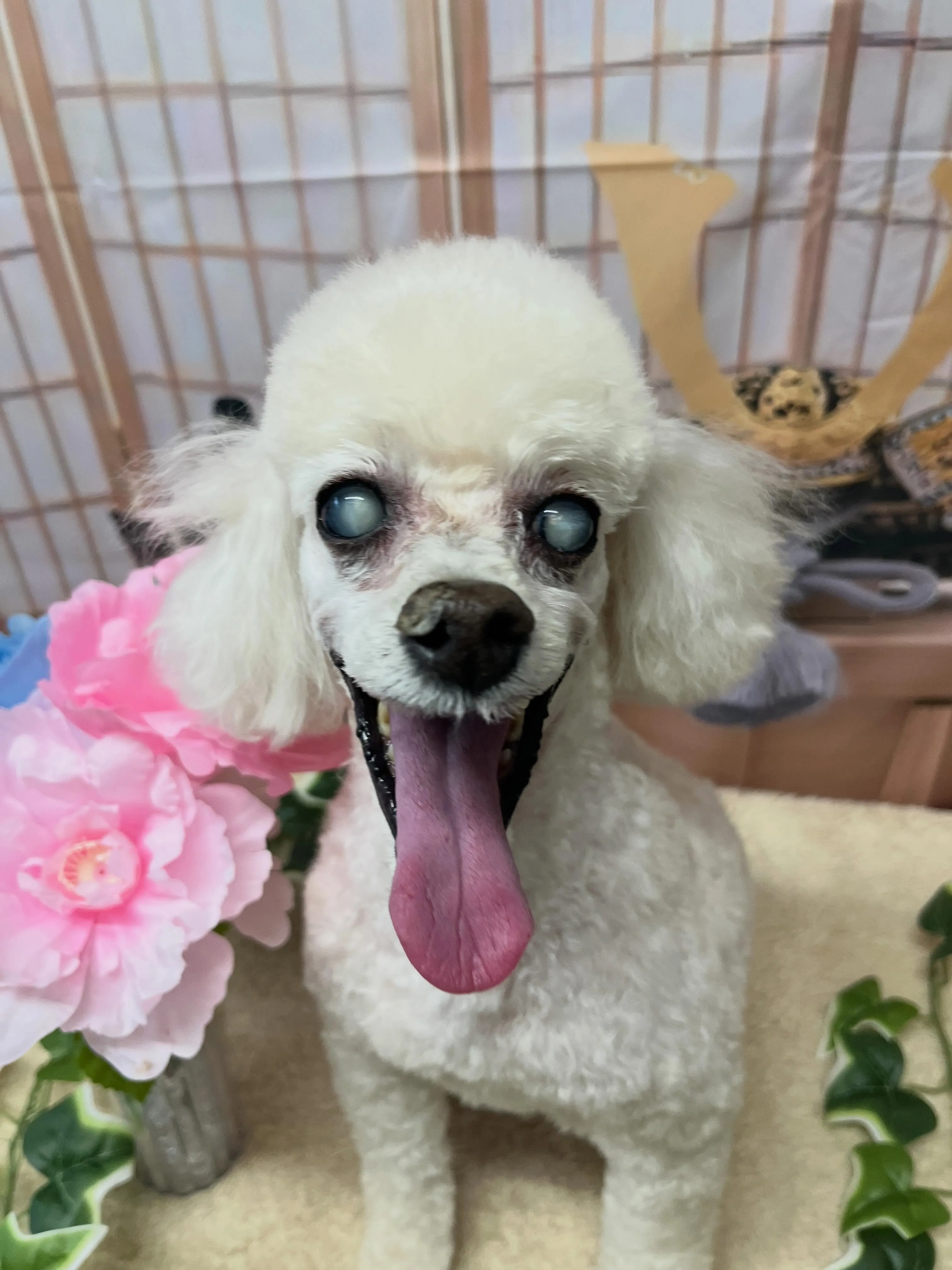 🍃5/3のトリミング🍃プードル🐶｜名東区・千種区・守山区の動...