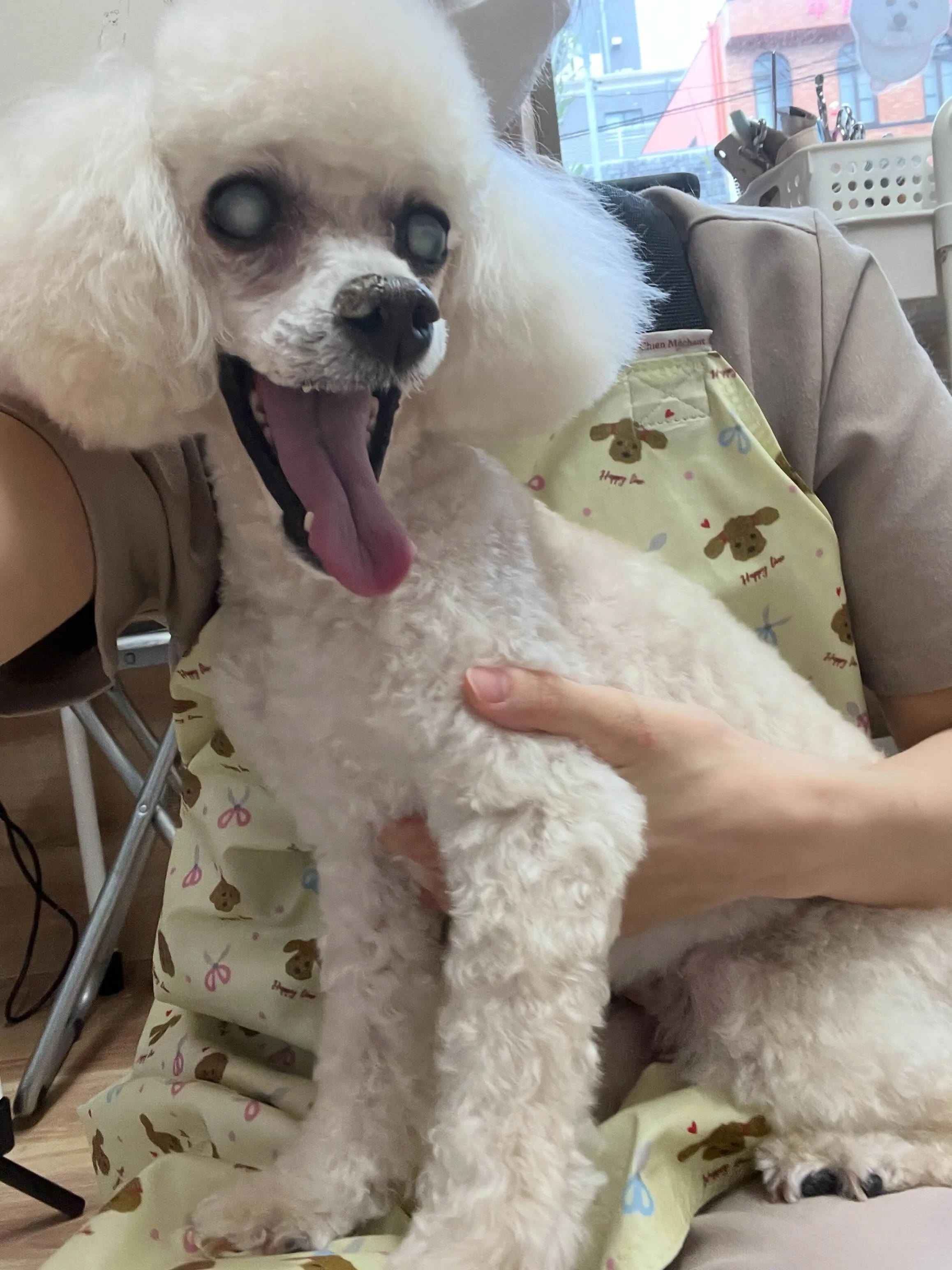 🍃5/3のトリミング🍃プードル🐶｜名東区・千種区・守山区の動...