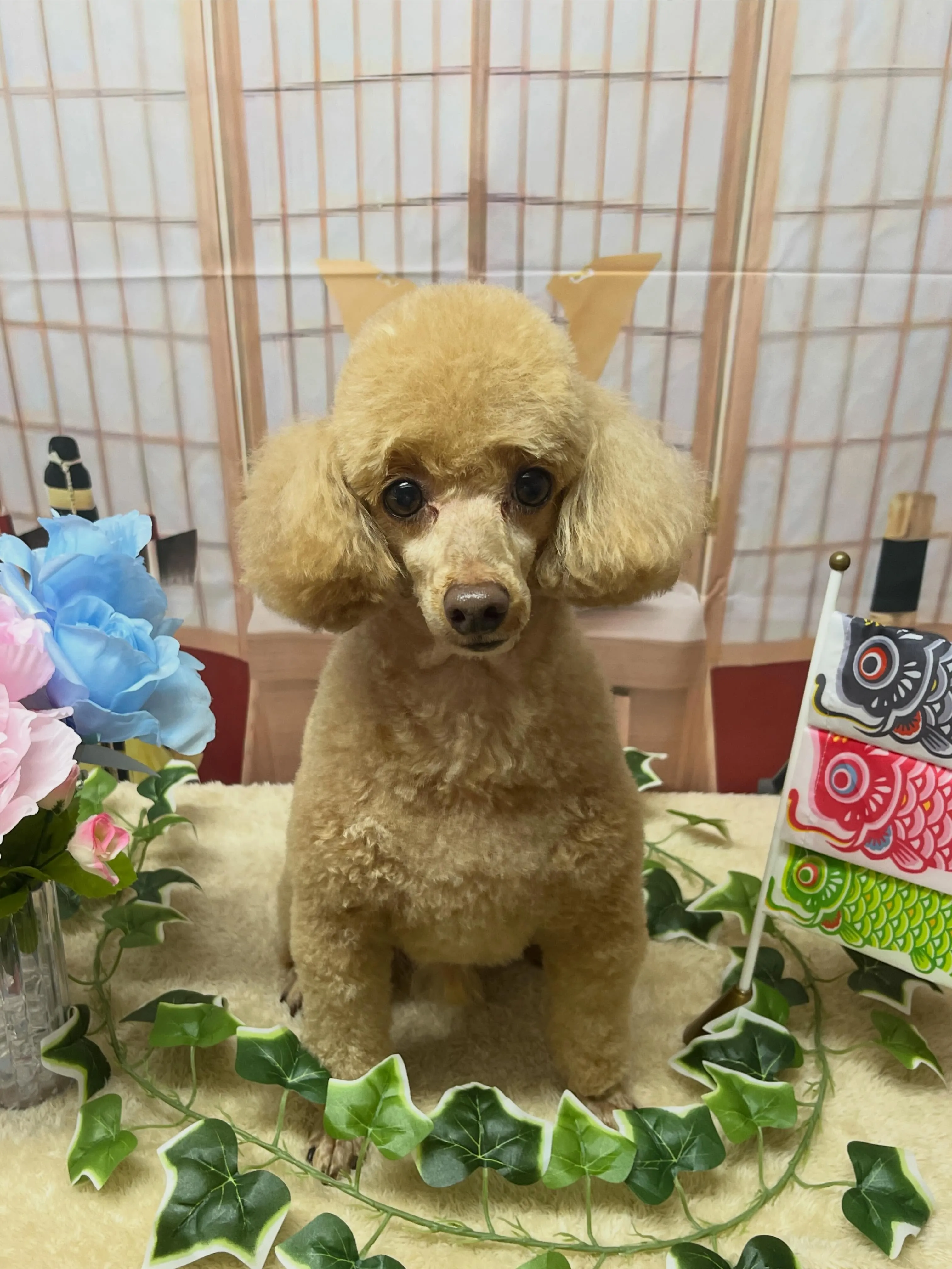 🍃5/3のトリミング🍃プードル🐶｜名東区・千種区・守山区の動...