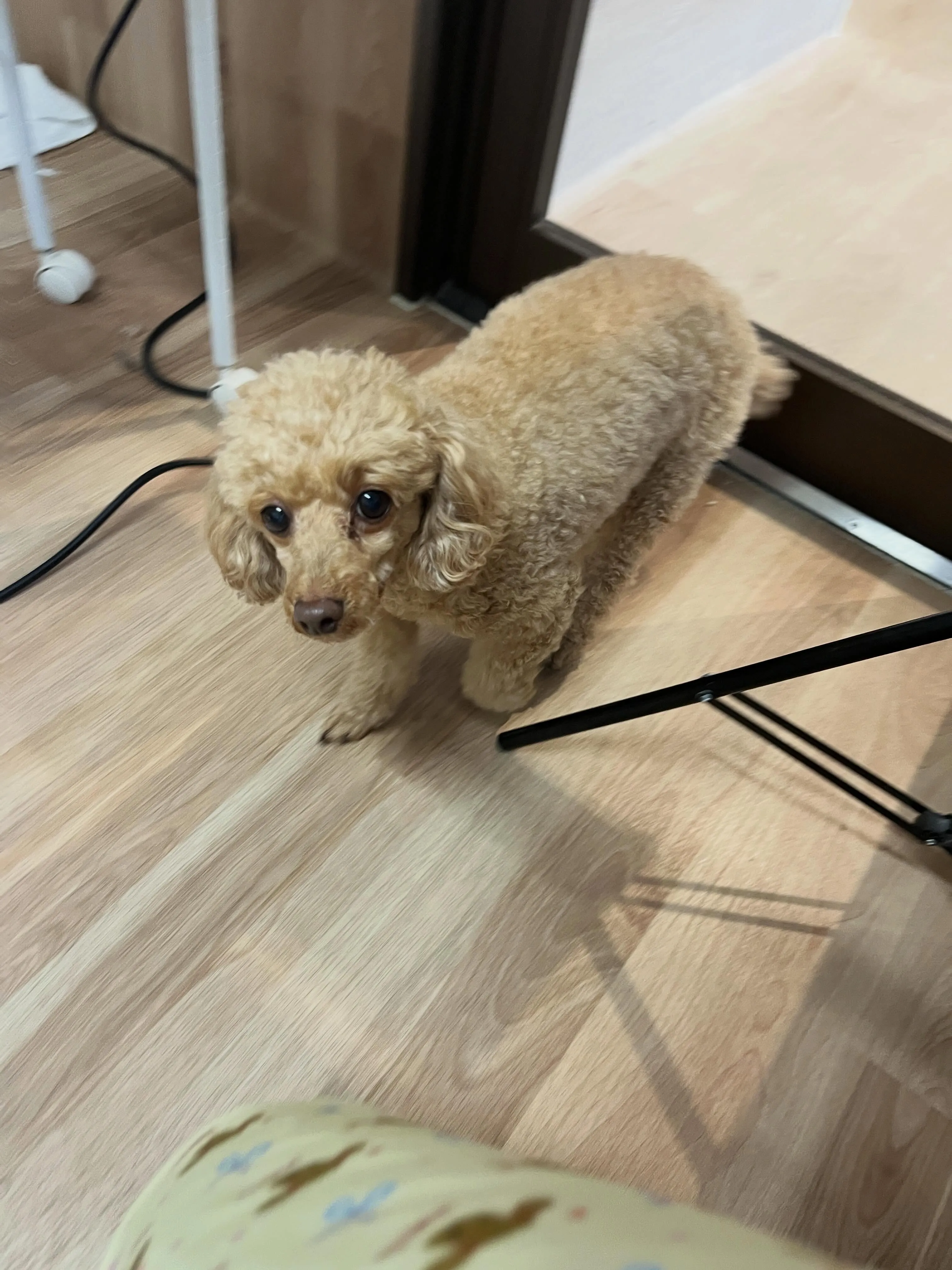 🍃5/3のトリミング🍃プードル🐶｜名東区・千種区・守山区の動...