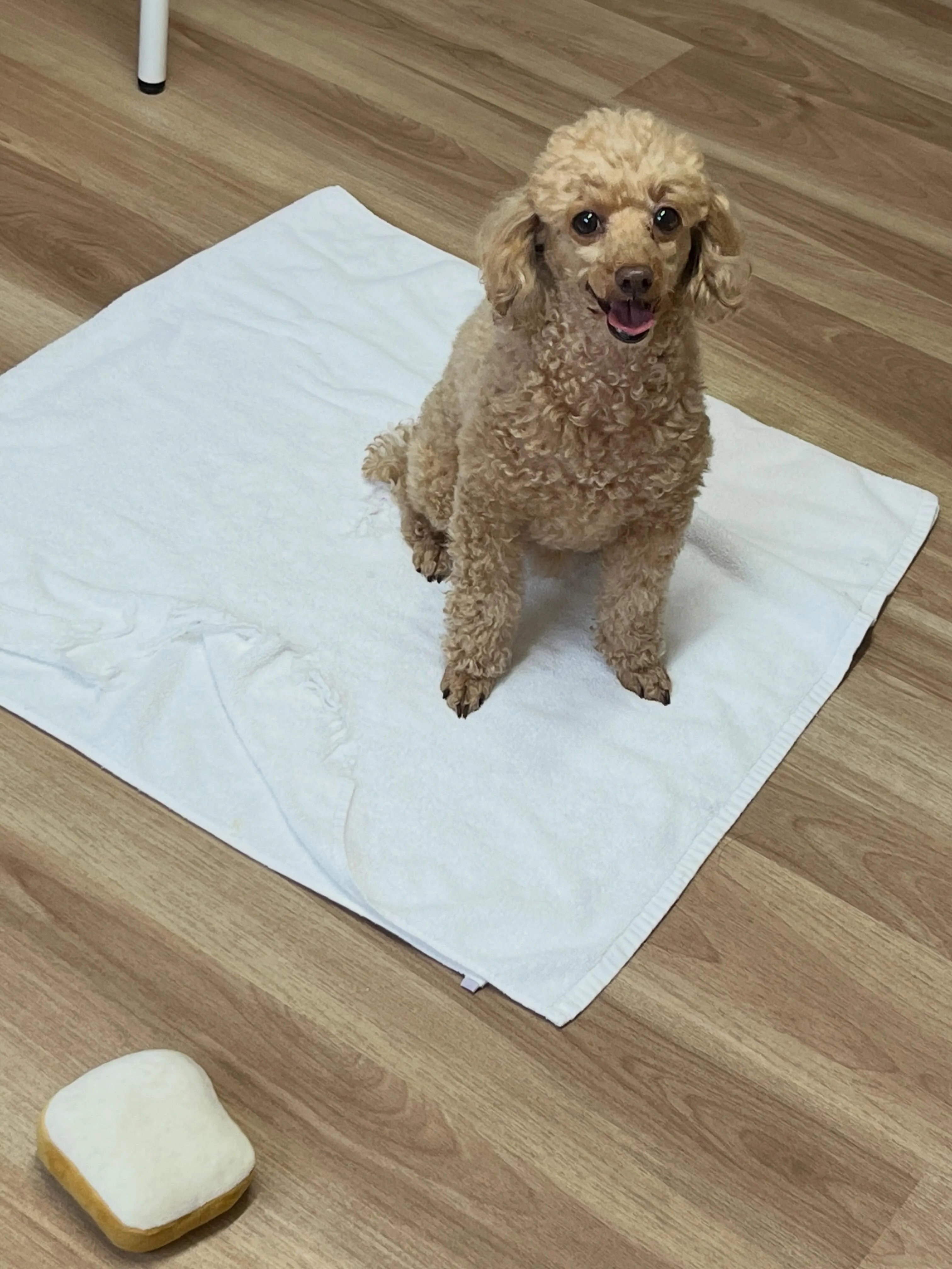 🍃5/3のトリミング🍃プードル🐶｜名東区・千種区・守山区の動...