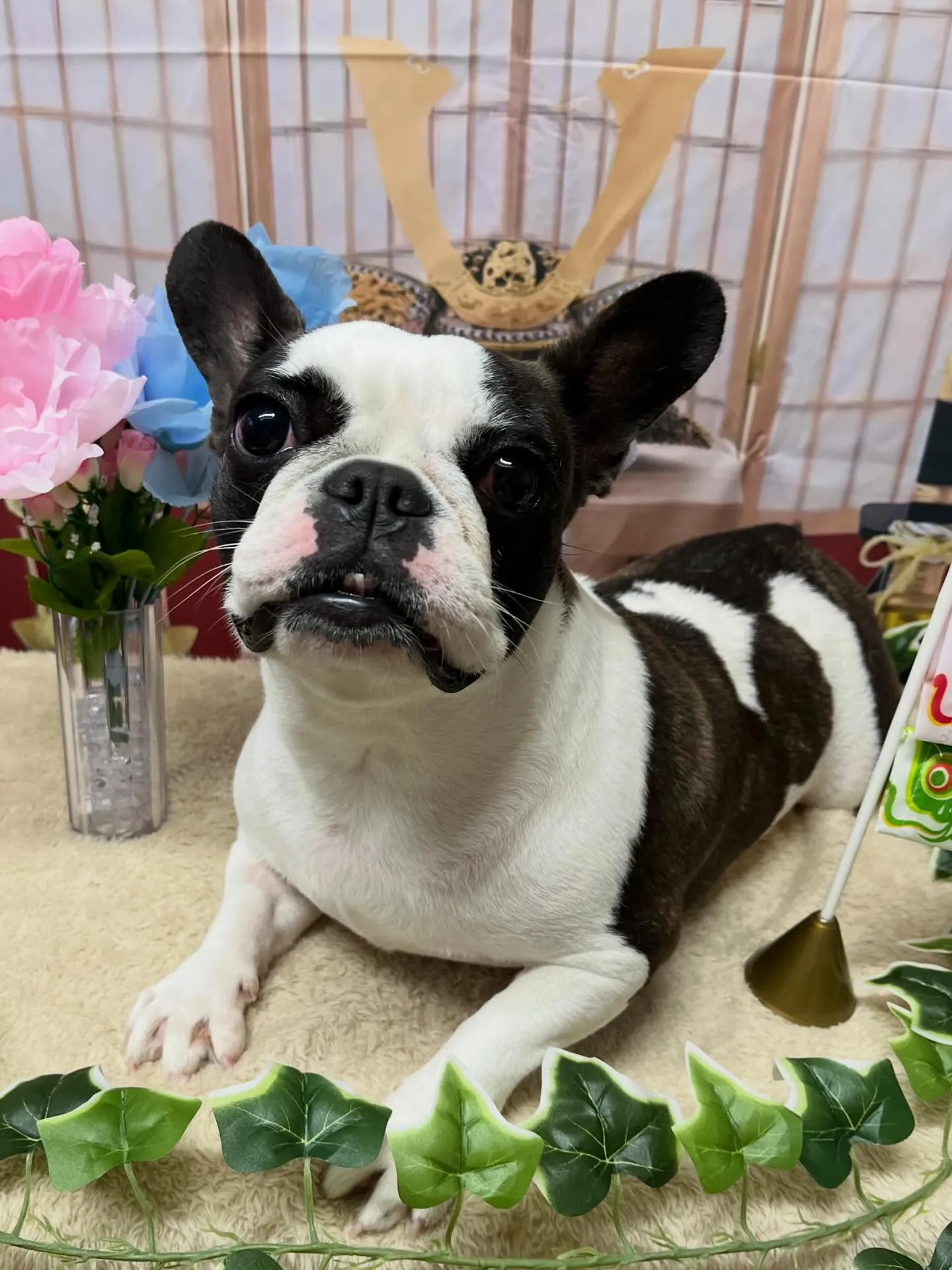 🍃5/3のトリミング🍃フレンチブルドッグ🐶｜名東区・千種区・...