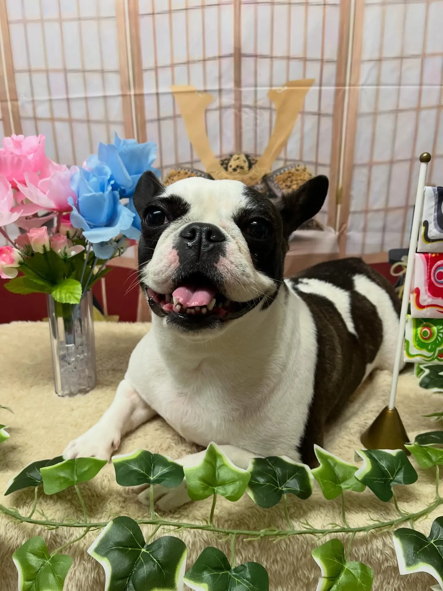 🍃5/3のトリミング🍃フレンチブルドッグ🐶｜名東区・千種区・...